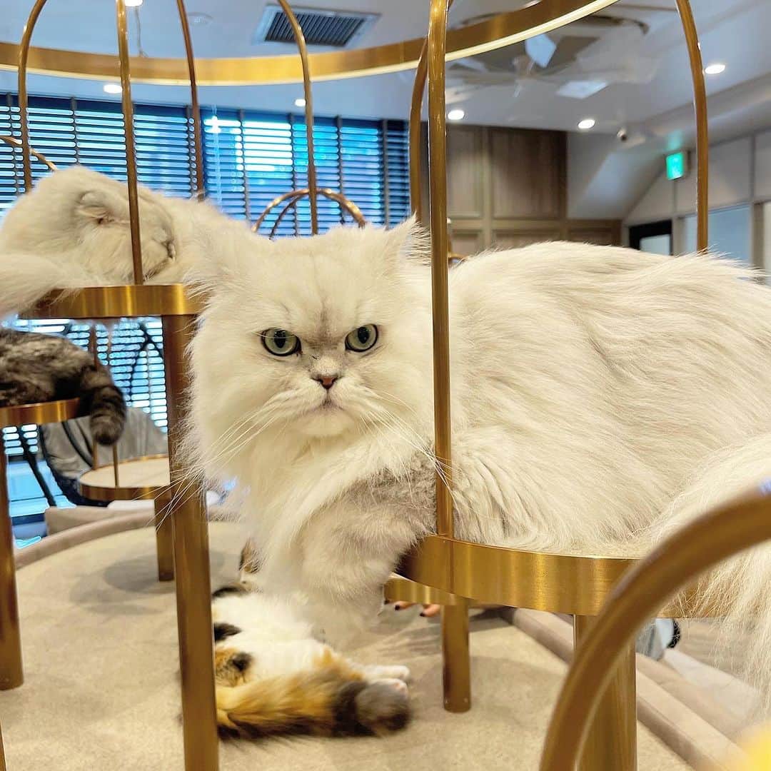 古賀哉子さんのインスタグラム写真 - (古賀哉子Instagram)「🐱はじめての猫カフェ🐾 @mocha.koendori に行ってきた！  私めったに猫に触れる機会ないけど 猫でこんなに癒されるとは♡  楽しい空間でした  ・  #猫カフェmocha  #猫カフェ  #pr #渋谷猫カフェ #渋谷カフェ」7月30日 18時18分 - yako_kg