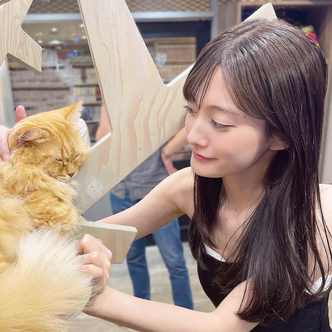 古賀哉子のインスタグラム：「🐱はじめての猫カフェ🐾 @mocha.koendori に行ってきた！  私めったに猫に触れる機会ないけど 猫でこんなに癒されるとは♡  楽しい空間でした  ・  #猫カフェmocha  #猫カフェ  #pr #渋谷猫カフェ #渋谷カフェ」