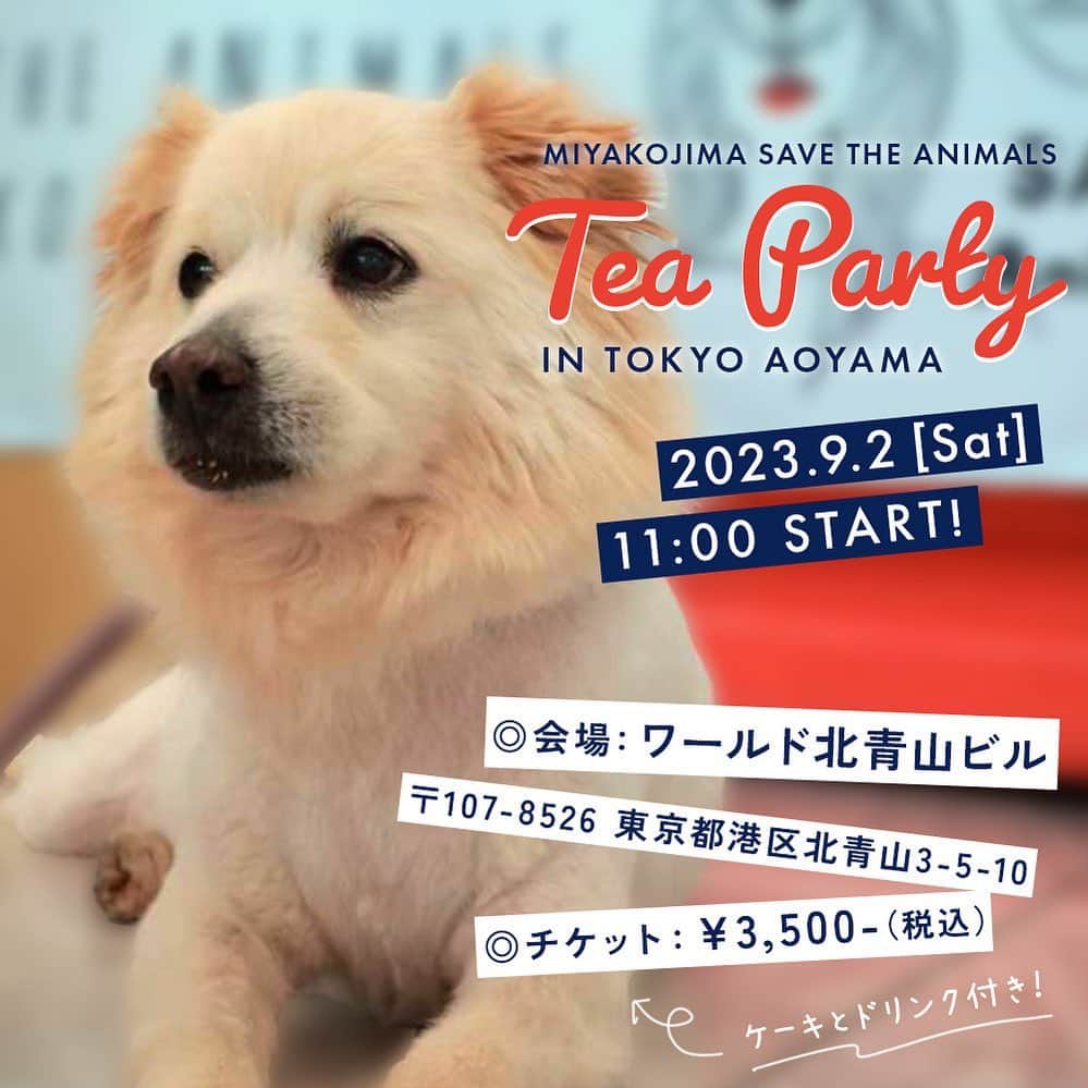 中原絵梨奈のインスタグラム：「8月1日よりチケット発売開始💟 . . . お茶会in東京！！ させて頂けることになりました！！  今回の会場は、  ９月２日（土） ワールド北青山ビルで行われます、 WOLFLADYさん主催 保護犬譲渡会での会場での開催となります。 @wolf__lady__  @maki_kiriyama  いつもいつもありがとうございます🙇‍♀️🩷  日時：９月２日（土） 　　　11:00~12:00 　　（ケーキ、ドリンク付き） @_bottacoffee  BOTTA COFFE さんの ケーキセット付きです🫶  料金：3,500円  ◇お茶会テーマ◇　　 宮古島セーブザアニマルズから里親様に繋ぐまで～繋いだ後  そして、宮古島セーブザアニマルズの最後。 ～シェルター縮小閉鎖を目指している今～  です。  今回も会場から、宮古島へLIVE中継を予定しております。  皆様とおいしいケーキを食べながら お話できればと思っております。  皆様のご参加を心よりお待ちしております。 @miyakojima1_2park_onlineshop  にて、 8/1  10:00より発売開始します🐕💙」