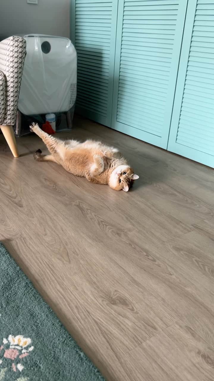 Hosicoのインスタグラム：「Stretchy-stretchy 🙌」