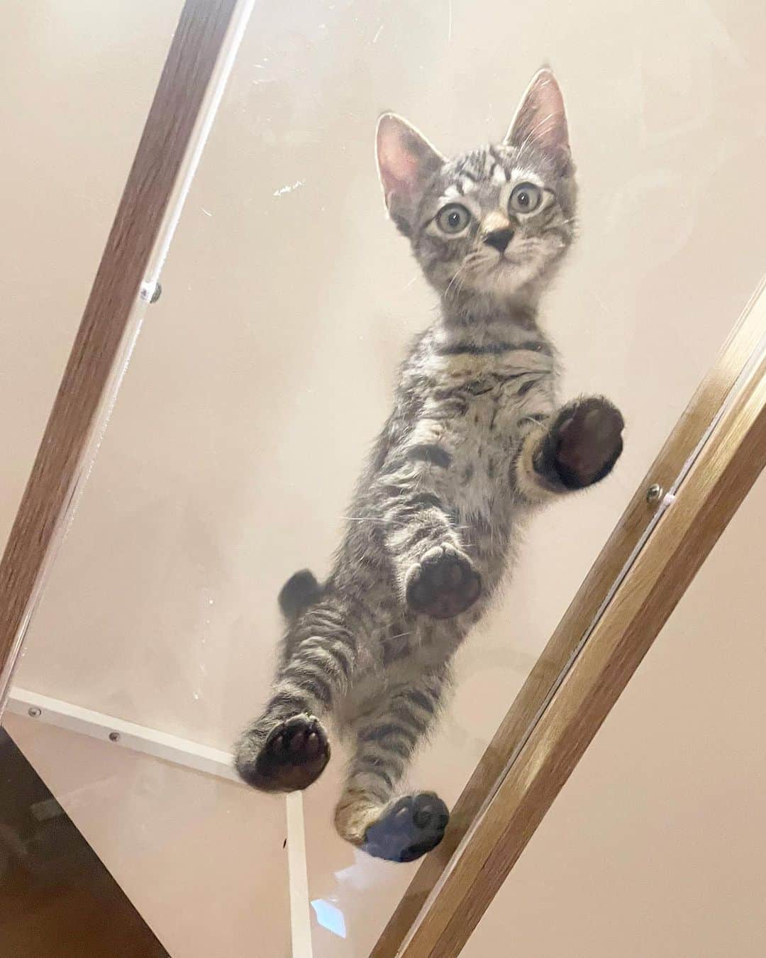 maimocotoのインスタグラム：「甘え上手な #しましまのココロ 🐯 コトのおっぱいが目の前にあるのに私の指をチュパチュパ🩷(2枚目) コトはしょうがないからヘアスタイルを整えてくれます笑 朝の愛おしい時間です。 ＊ ＊ 『ぼくにはママがいっぱいで毎日楽しいんだ！』 ＊ ＊ 愛情いっぱいすくすく育っています🩷  この後20時からウェブショップOpenします。ご来店お待ちしてます🌼」