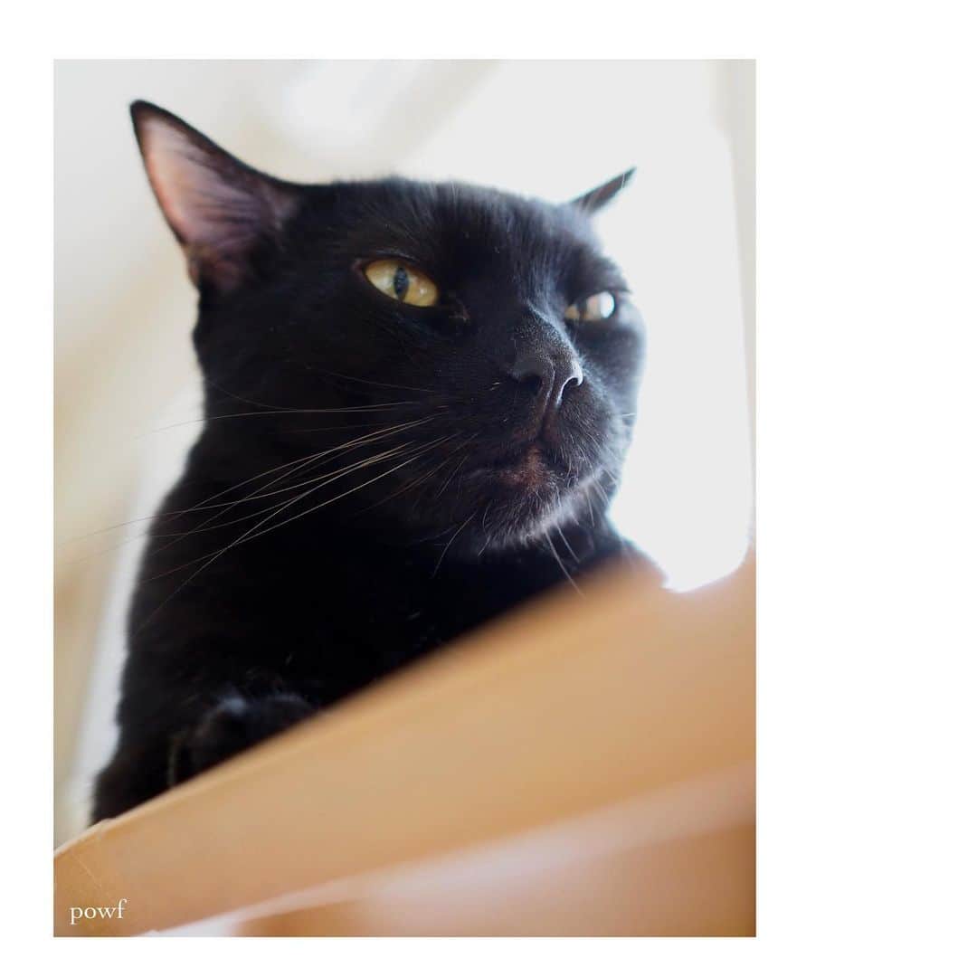 anemone_69のインスタグラム：「🐈‍⬛ . Ｘ . . ツイッターのアイコンが とうとうエックスに 変わっちゃったよ… . 青い鳥さんがよかったなー . . #ハカセとキョウジュ #blackcat #黒猫 #cat #猫 #保護猫 . . .」
