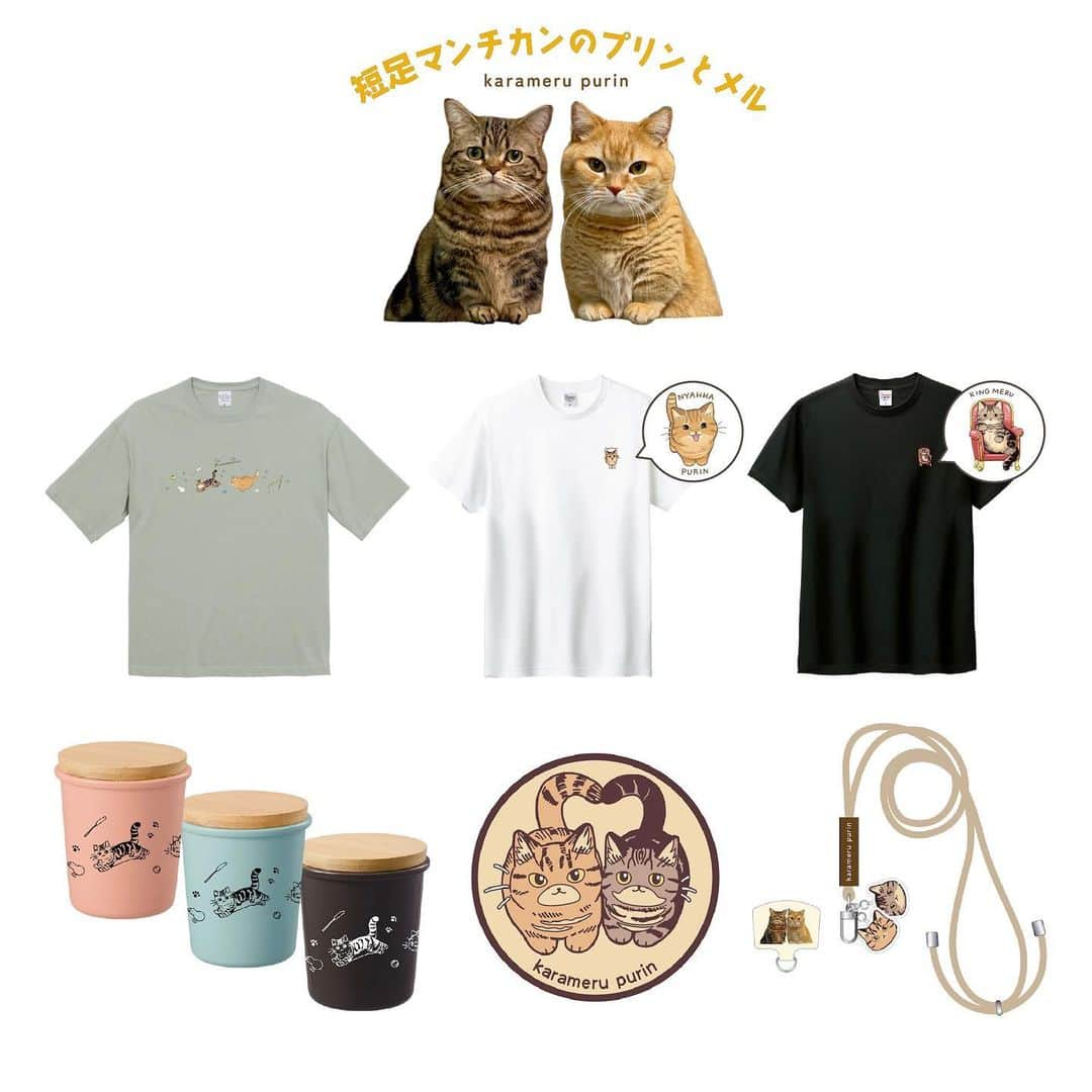 Purin_munchkincatのインスタグラム：「カラメルプリン夏のグッズの販売期間が残り１週間となりました🍮  販売期間は2023年7月22日（土）～8月6日（日）までです。 8月に入ってからでも間に合いますよ！  一番人気はビッグシルエットTシャツのセージグリーンです！ 続いてタンブラー、コースターがセットで人気です☕️  販売サイトはストーリーハイライト、もしくはYouTubeの概要欄にURLが貼ってあります。  まだの方は是非チェックしてくださいね。  #短足マンチカンのプリンとメル #マンチカン #茶トラ #キジトラ #短足 #短足マンチカン #子猫 #ねこ部 #cat #munchkincat #catstagram #ilovecat #ふわもこ部 #catloversclub #munchkinlovers #catsofinstagram #にゃんすたぐらむ #ねこのいる生活 #猫好きさんと繋がりたい」