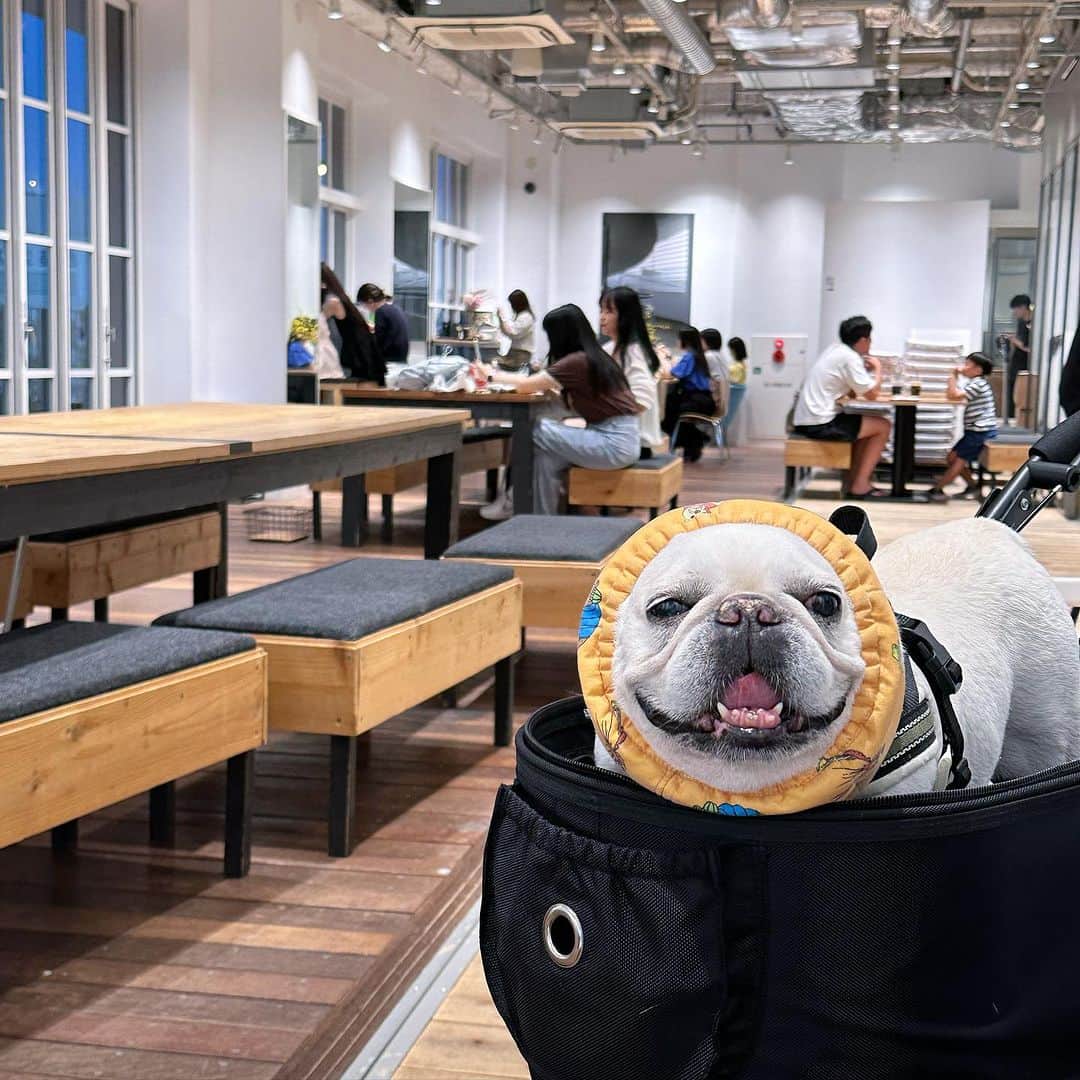 Udon うどんのインスタグラム：「店内は冷房きいてて快適だね〜！ #店内で熟睡犬  . #frenchies1 #frenchie #frenchbulldog #dogstagram #dog #instadog #instafrenchie #frenchielife #frenchiegram #udon #フレブル #フレンチブルドッグ #うどん #ブヒ」