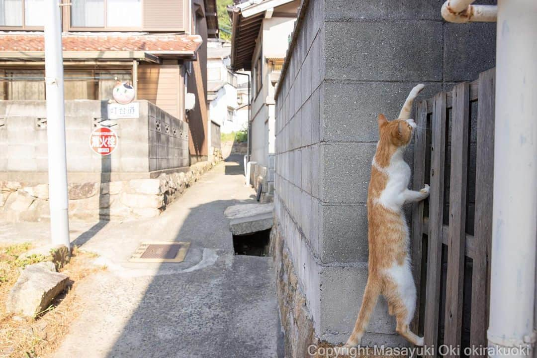 Masayukiさんのインスタグラム写真 - (MasayukiInstagram)「あとすこし。  #cat #ねこ #猫 #東京カメラ部 #nekoclub  #mmgtw #my_eos_photo  #yourshotphotographer」7月30日 19時19分 - okirakuoki