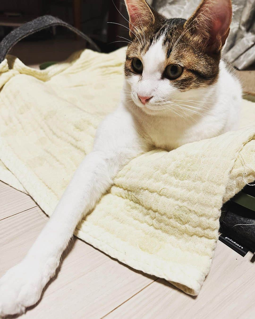 岩崎慧のインスタグラム：「なんでか右手をいつも前に出す。 #保護猫出身」