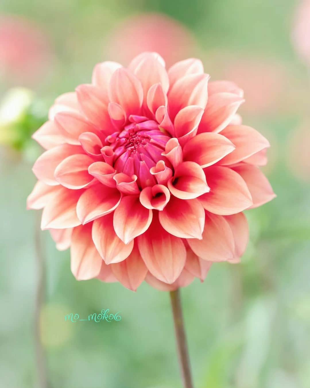 花の写真館のインスタグラム：「Photo by @mo_moko6. https://instagram.com/mo_moko6/ . Original Post[投稿いただいたURL] https://www.instagram.com/p/CuT5dthvZxm/ . 本アカウントは、 #私の花の写真 をつけてInstagramに投稿された皆さまの花の写真や、「花の写真館」Facebookページで投稿された花の写真を紹介します。 「花の写真館」Facebookページは、「 @floral.photograph 」のプロフィールにあるURLからご覧ください。 . ※各種法令、マナー、関係者の指示に従った撮影をお願いします。 *Please ensure that your photography adheres to all relevant laws, etiquette, and instructions issued by authorized persons. ※本アカウントは東京カメラ部がFacebook、Instagramのサービスを利用して運営しているもので、Meta社・Instagramとは一切関係ありません。 . #花の写真館 #floralphotograph #floralphoto #flower #flowers Follow: @floral.photograph」
