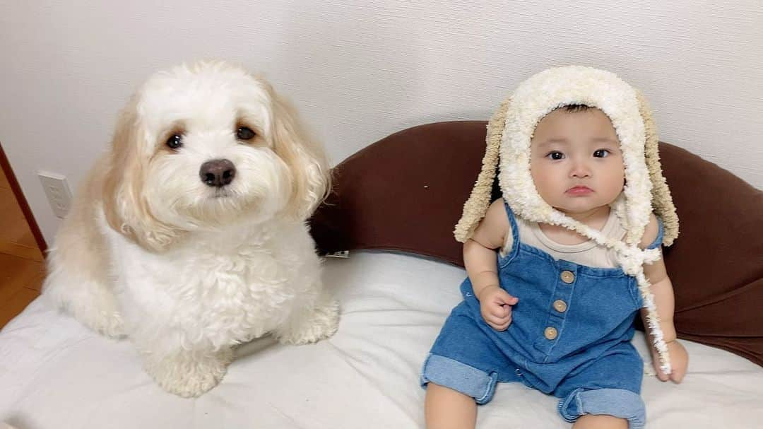 あんちゃんさんのインスタグラム写真 - (あんちゃんInstagram)「🐶🤍🐶  フォロワー様が送ってくださった あんちゃんになれる手作り帽子😂🌼  か、か、か…可愛すぎるーっ😭💘  モコモコニットなので 冬になったらつけようね👶🏻❄️  その時は白いモコモコの服着せて ツーショット撮りたいな😂😂  ペアルックっぽくしたくて あんちゃんの毛色に合わせて お洋服買いがち。笑  可愛いお兄ちゃんだなぁ🐶💕  #キャバションあんちゃん  #モフモフとモチモチ  #あんちゃん　#ぬいぐるみ犬 #スヌーピー  #スヌーピー犬 #キャバション　#キャバビション　 #キャバリア #キャバリアキングチャールズスパニエル #ビションフリーゼ　 #犬  #いぬすたぐらむ #犬のいる暮らし  #わんこなしでは生きていけません会 #いぬのきもち  #犬好きな人と繋がりたい #短足部　#比熊犬 #doglove #cavachon #inustagram #puppy  #snoopy #andy #멍스타그램 #개스타그램　#댕스마스」7月30日 19時47分 - anchan_0115_andy