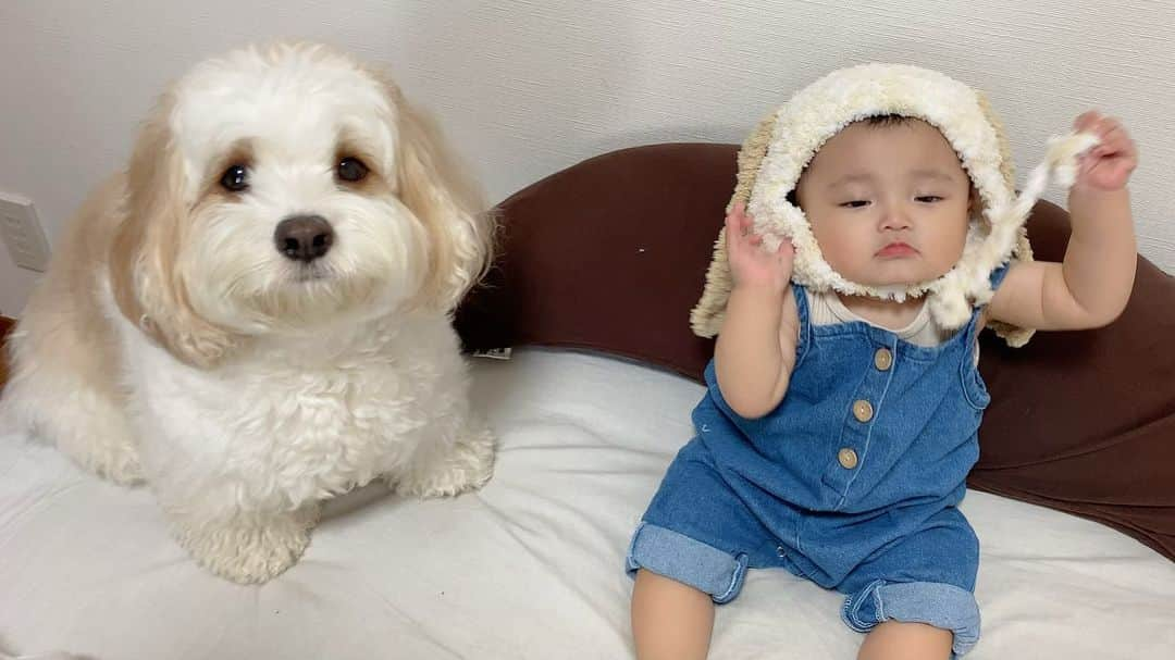 あんちゃんさんのインスタグラム写真 - (あんちゃんInstagram)「🐶🤍🐶  フォロワー様が送ってくださった あんちゃんになれる手作り帽子😂🌼  か、か、か…可愛すぎるーっ😭💘  モコモコニットなので 冬になったらつけようね👶🏻❄️  その時は白いモコモコの服着せて ツーショット撮りたいな😂😂  ペアルックっぽくしたくて あんちゃんの毛色に合わせて お洋服買いがち。笑  可愛いお兄ちゃんだなぁ🐶💕  #キャバションあんちゃん  #モフモフとモチモチ  #あんちゃん　#ぬいぐるみ犬 #スヌーピー  #スヌーピー犬 #キャバション　#キャバビション　 #キャバリア #キャバリアキングチャールズスパニエル #ビションフリーゼ　 #犬  #いぬすたぐらむ #犬のいる暮らし  #わんこなしでは生きていけません会 #いぬのきもち  #犬好きな人と繋がりたい #短足部　#比熊犬 #doglove #cavachon #inustagram #puppy  #snoopy #andy #멍스타그램 #개스타그램　#댕스마스」7月30日 19時47分 - anchan_0115_andy