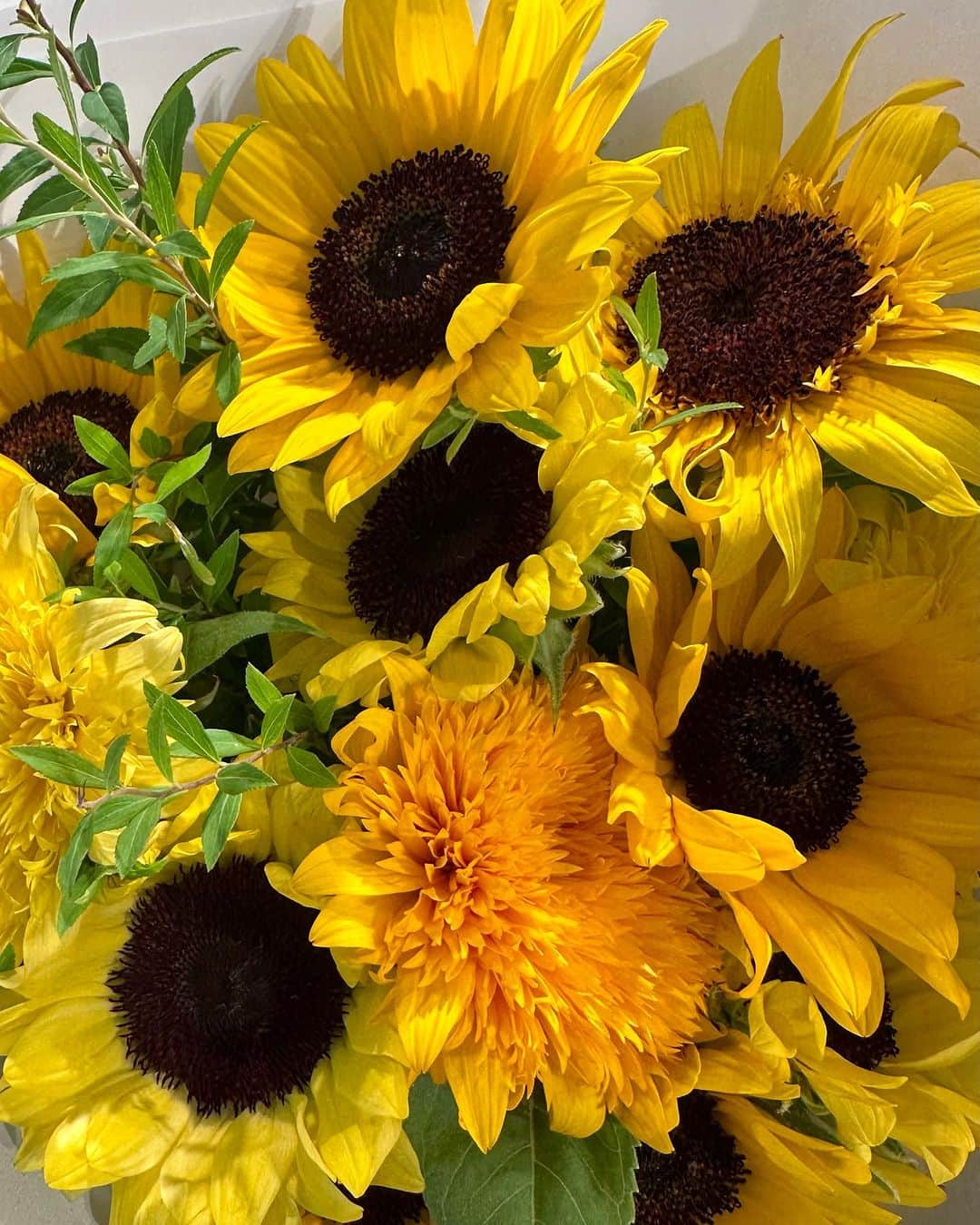 山田佳子のインスタグラム：「ひまわりの元気な笑顔🌻 活力もらえる〜(◍˃̵͈̑ᴗ˂̵͈̑) ⁡ #夏 #ひまわり #大好きな花 #元気になる  #暑い夏を乗り切ろう  #sunflower  #flowers  #beautiful  #summer  #yellow  ⁡」