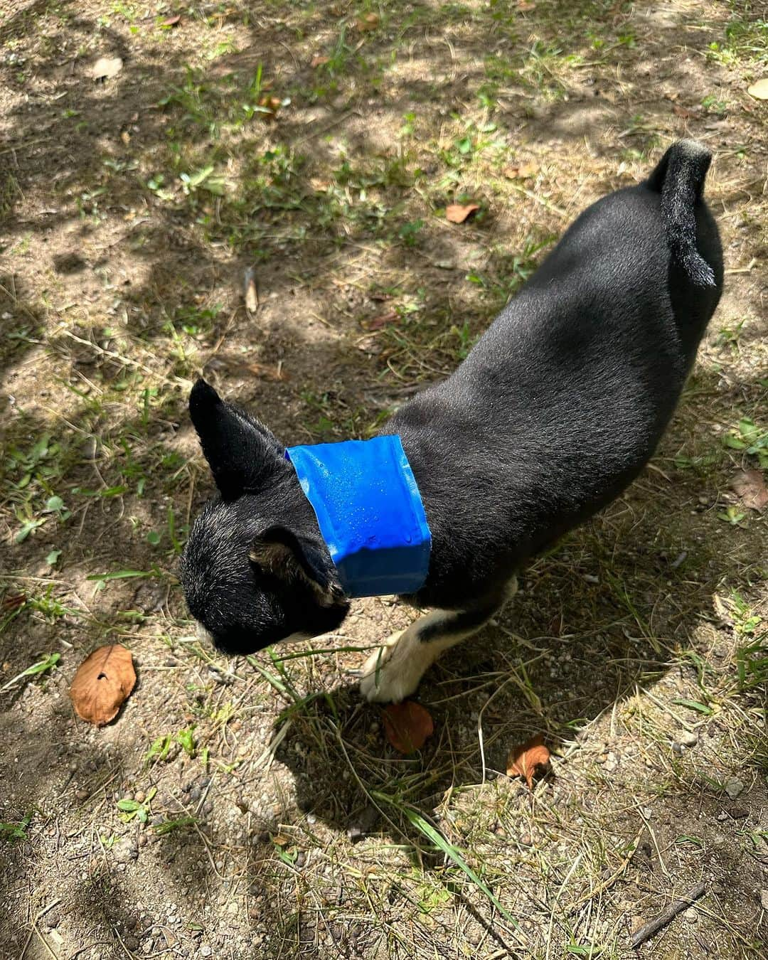 山田佳子のインスタグラム：「今年の夏は猛暑なので、犬もアイスネックバンドが快適みたいー🤣🐕👍 ⁡ #猛暑対策 #ひんやり #快適 #お散歩 #愛犬チワワ #ブラックタン #アイスネックバンド #犬のいる暮らし🐶🐾」