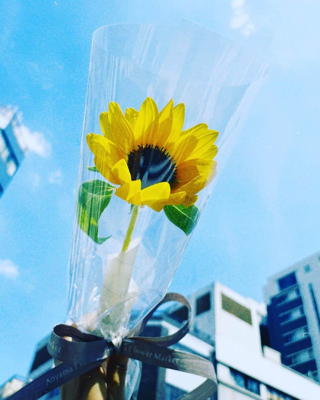 下口ひななさんのインスタグラム写真 - (下口ひななInstagram)「🌻」7月30日 20時06分 - shimoguchi__177