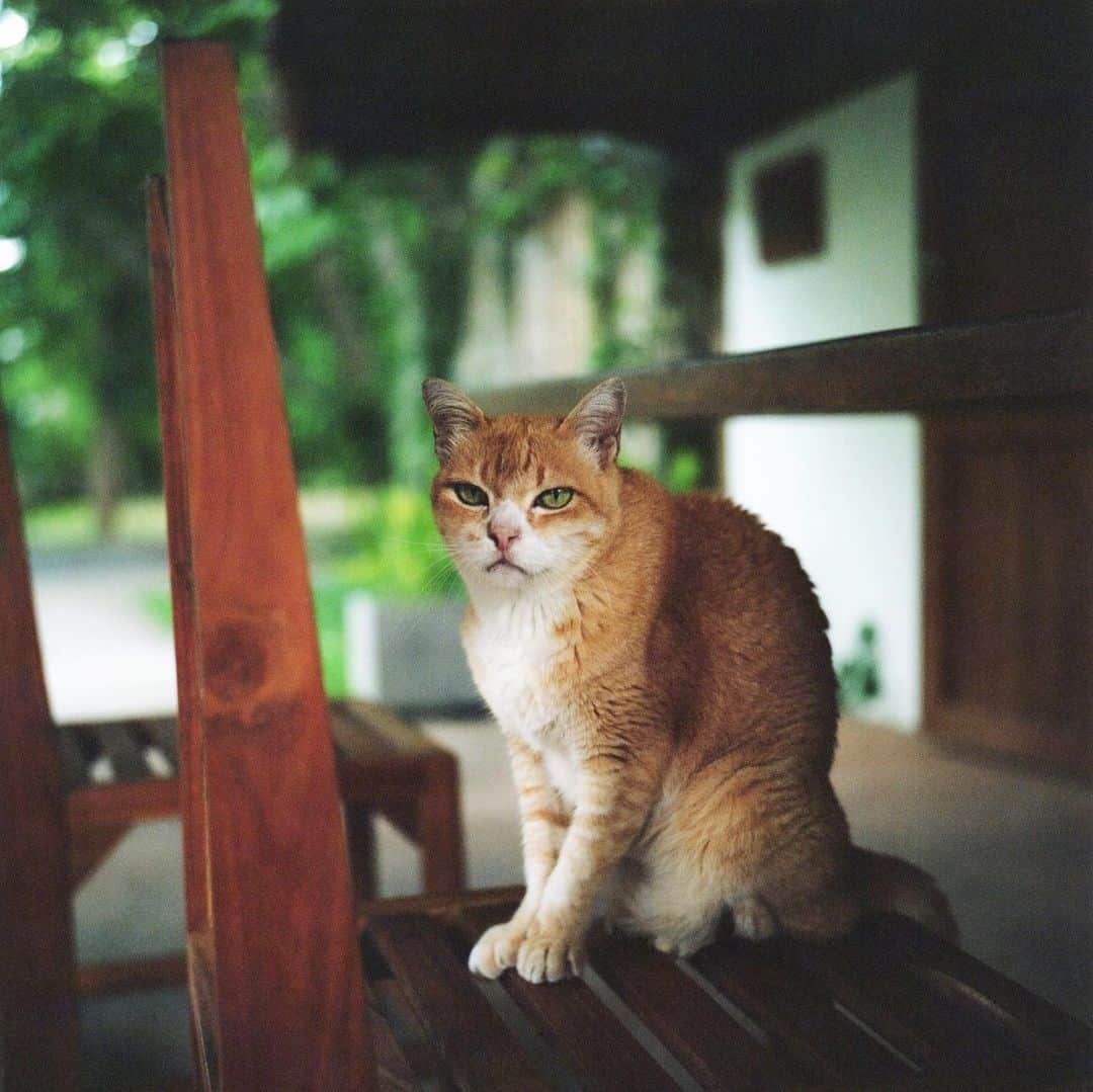 美紀のインスタグラム：「Tara! Good to see you again!  チェンマイ旅で いちばん楽しみにしていた タラちゃんとの再会  8年前、11歳だった タラちゃんは19歳 元気でいてくれてありがとね  夕方、Rolleiでの撮影 老眼でピント合わせに 時間かかる私を ちゃんと待っててくれたタラちゃん 現像したネガ ブレブレがたくさんある中 この1枚が撮れてただけで 私はとっても幸せだよ タラちゃん、ありがとね  2枚目は8年前の早朝 珈琲を淹れるTさん👨🏽‍🦳を見守るタラちゃん  みなさん しばらくチェンマイフォト続きます ニャンコ多めです（笑）🐈  #mikitravel_thailand🇹🇭  #mikitravel_chiangmai2023  #rolleilife #miki_travel_life #miki_rollei_shot」