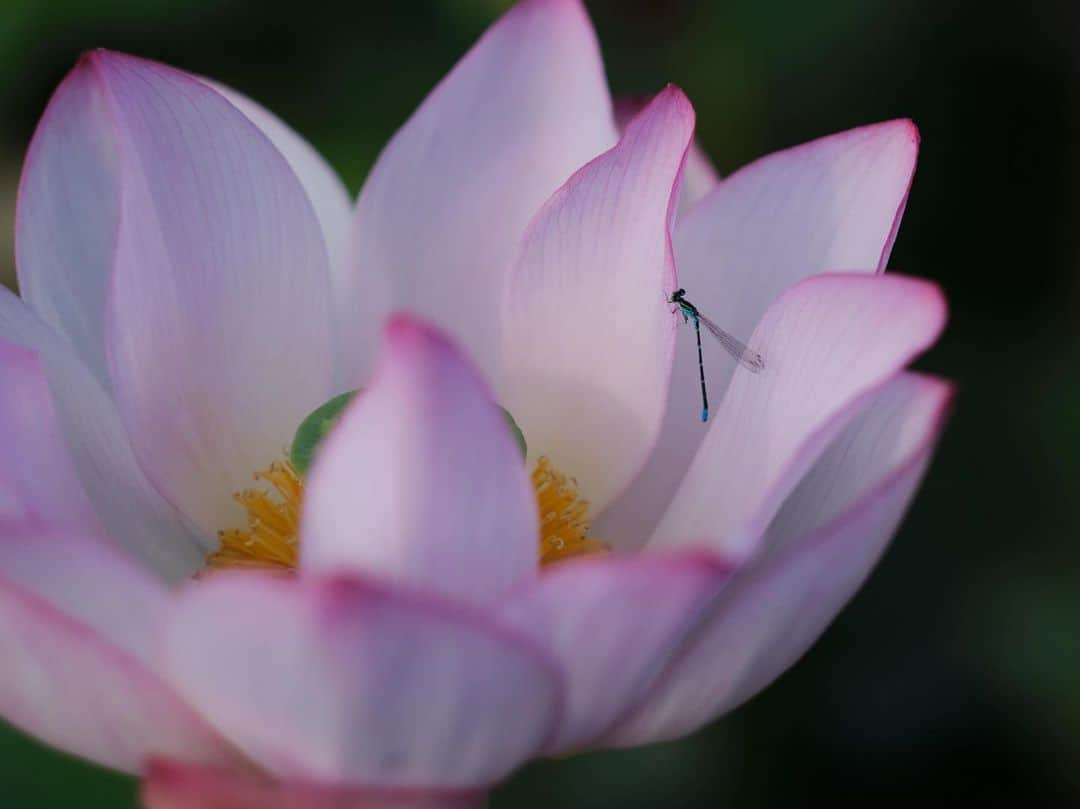 plus_thinkingのインスタグラム：「糸蜻蛉も美しい花に吸い寄せられて . camera: X-T3 lens: FUJINON  XF56㎜F1.2 R .  #今日もX日和 #snapJapan #beautifuljapan」