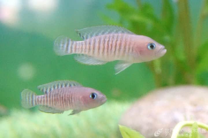 世界淡水魚園水族館 アクア・トト ぎふのインスタグラム：「巻貝の中で子育てをする魚の特別ポイントガイドが決定！！  タンガニーカ湖の魚を展示する水槽に新たに展示します。  水槽前の特別ガイド＆水槽内では潜ったスタッフが水槽の底に設置した巻貝の辺りで魚を放ちます。  観察を続ければ自由研究になるかも！？  【日時】2023年8月1日（火） 14：00～ 【場所】館内2階　タンガニーカ湖の魚 水槽  #アクアトト #水族館 #aquarium #夏 #夏休み #自由研究 #オアシスパーク #河川環境楽園」