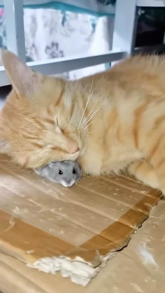 Cute Pets Dogs Catsのインスタグラム：「“keep your friends close but your enemies closer”  Credit: beautiful nomadspets (tt) ** For all crediting issues and removals pls 𝐄𝐦𝐚𝐢𝐥 𝐮𝐬 ☺️  𝐍𝐨𝐭𝐞: we don’t own this video/pics, all rights go to their respective owners. If owner is not provided, tagged (meaning we couldn’t find who is the owner), 𝐩𝐥𝐬 𝐄𝐦𝐚𝐢𝐥 𝐮𝐬 with 𝐬𝐮𝐛𝐣𝐞𝐜𝐭 “𝐂𝐫𝐞𝐝𝐢𝐭 𝐈𝐬𝐬𝐮𝐞𝐬” and 𝐨𝐰𝐧𝐞𝐫 𝐰𝐢𝐥𝐥 𝐛𝐞 𝐭𝐚𝐠𝐠𝐞𝐝 𝐬𝐡𝐨𝐫𝐭𝐥𝐲 𝐚𝐟𝐭𝐞𝐫.  We have been building this community for over 6 years, but 𝐞𝐯𝐞𝐫𝐲 𝐫𝐞𝐩𝐨𝐫𝐭 𝐜𝐨𝐮𝐥𝐝 𝐠𝐞𝐭 𝐨𝐮𝐫 𝐩𝐚𝐠𝐞 𝐝𝐞𝐥𝐞𝐭𝐞𝐝, pls email us first. **  #sleepingkitty #instakitties #kittycuddles  #catladylife #catsareawesome」