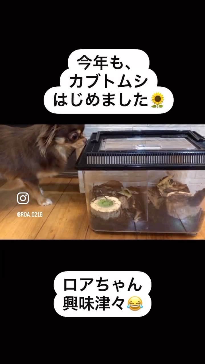 花清まゆこのインスタグラム：「今年も、 カブトムシはじめました、、、。  今年は、 もう飼わないと思ってたのにー💦（笑）  カブトムシやクワガタがとれる公園が近くにあるので、  お友達と朝からとりに行ったら、、、  やっぱり持って帰りたくなるよねー😅  なので、オスとメスの1匹ずつお持ち帰りしました！  ＋ノコギリクワガタのメス1匹  ロアちゃんは、 初めて見る生き物に興味津々でした🤭  #夏休み #虫とり #昆虫 #男の子ママ  #男の子ママの宿命  #ワンオペ育児  #虫とりも #ママの役目です」