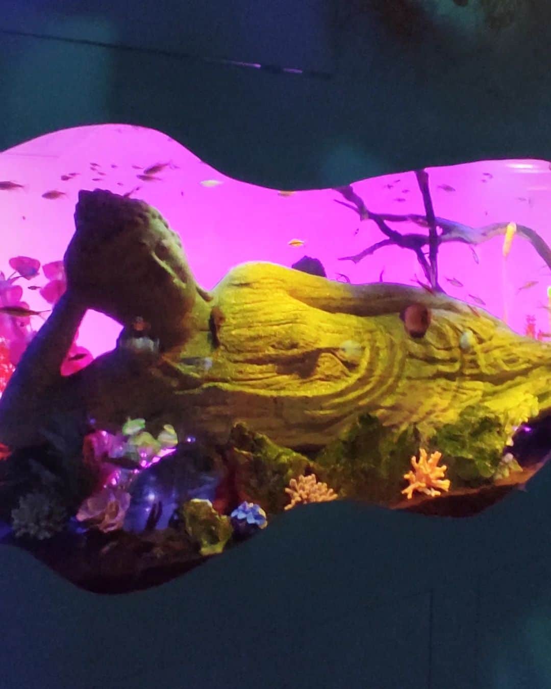 越中睦士さんのインスタグラム写真 - (越中睦士Instagram)「宇宙🛸👽 ト コウシンシテキタ💫  #underwaterspace  #アクアリウム宇宙旅行」7月30日 22時10分 - makotokoshinaka