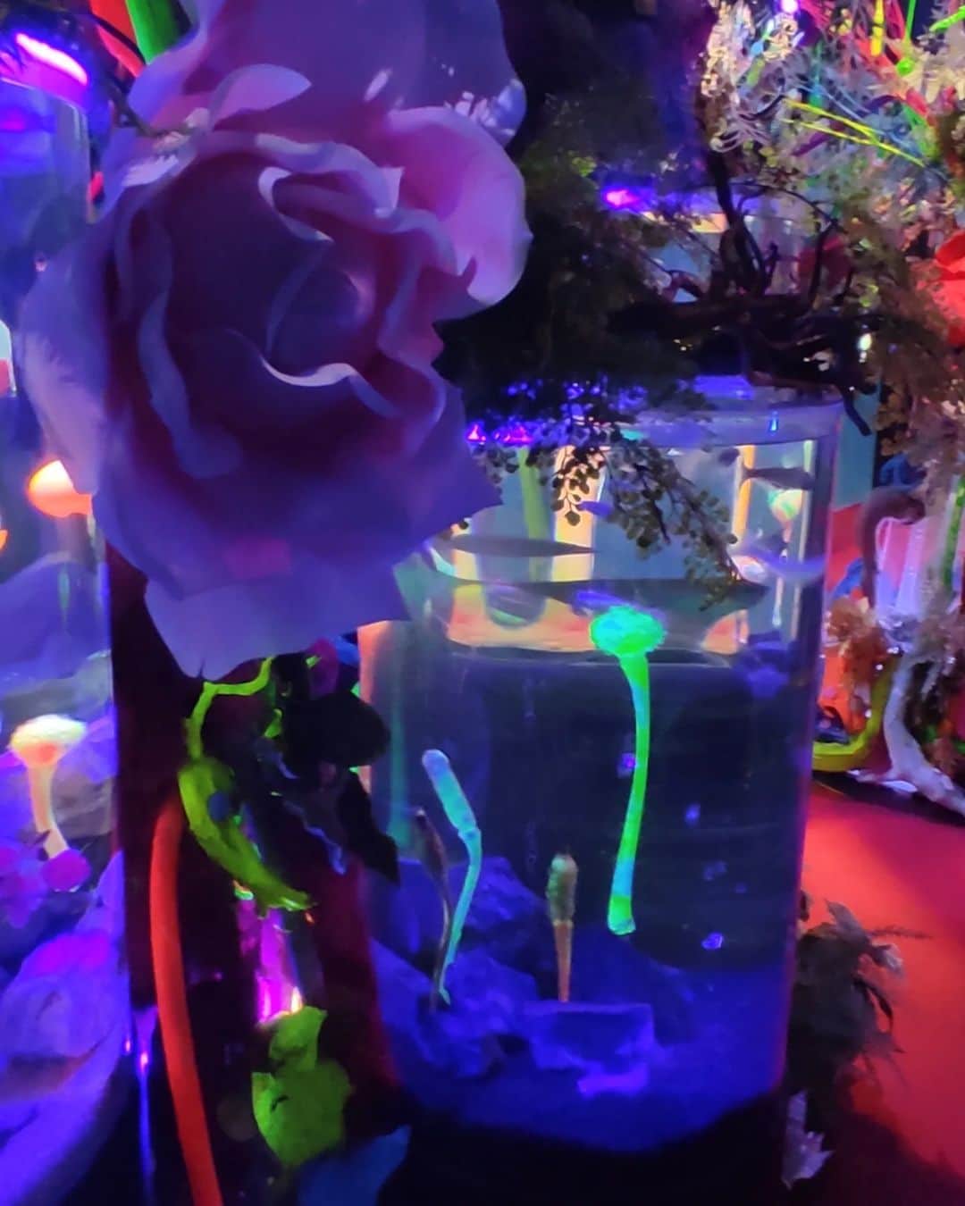 越中睦士さんのインスタグラム写真 - (越中睦士Instagram)「宇宙🛸👽 ト コウシンシテキタ💫  #underwaterspace  #アクアリウム宇宙旅行」7月30日 22時10分 - makotokoshinaka