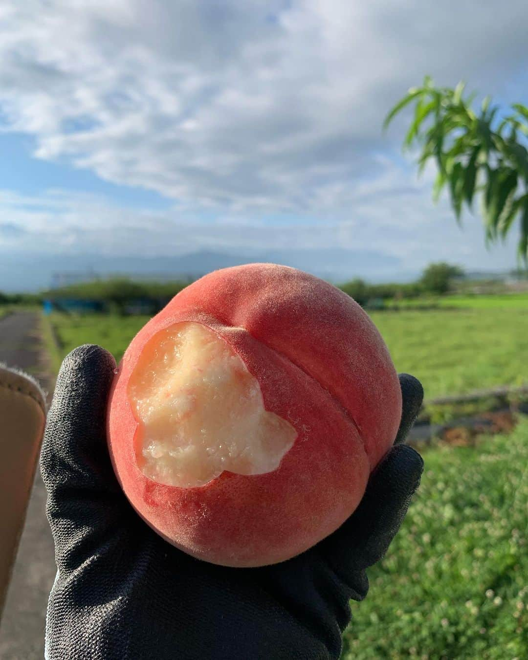 浅利そのみさんのインスタグラム写真 - (浅利そのみInstagram)「7月11日から始まった　 桃の収穫＆宅配作業が昨日で終了！！  いぇい！イェイ！いぇーい！  今年も楽しみにしてたよー！！と、 購入して下さった皆さま、 本当に本当にありがとうございました。  とにかく、、、 今年は暑かった😭  いつもなら品種によって 少しずつ収穫時期がズレるはずなのに、 暑さで一気にバタバタっと 適期になってしまい、、、  収穫タイミングが遅れ、 柔らかくなってしまって 商品にならなかったものもありました。  桃はロスが多い😭 そして、強風のせいで、 今年はキズモノも多かった😭  そんな桃さんたちを @mochikanakashi さん @_bonbon_cafe さん @__osaji__ さん @holidaycheesecake さん が、とても美味しく加工してくれたり、 うちはキズモノでもいいからねー！と わざわざ連絡を下さったり。  皆さんの優しさに感謝です。  収穫と言っても、、、 父母が、長年の経験から、桃を触って、 はい！コレ今日もぐ！と決まるので、 その経験が浅いワタクシは、、、 まだもがせてもらえません（笑）  ワタクシは、父母がもいだものを 運んで、軽トラの荷台で 選別をしながらコンテナに　 入れていく役割です。 　 そして、父母の目を盗んで😆 朝ごはん代わりに桃を食べる！ （写真はその朝ごはん）  選別もまだまだですが、 これは経験しかないので、 来年も頑張ります！  今日は、資材を入れ替えたり、 掃除をして、作業場を桃仕様から ぶどう仕様に変更。  来週からは巨峰の収穫が始まります。  シャインが終わるまでのあと2ヶ月 全力ガッツで突き進むぞー！！！  #浅利農園 #桃 #農作業 #収穫 #あかつき #なつっこ #浅間白桃 #アルプス美人 #南アルプス市 #農業女子 #やまなし農業女子 #フリーアナウンサー #浅利そのみ #thenorthface  #goodr #ヤケーヌ #農家もgoodr #南アルプス市は山梨です」7月30日 22時16分 - asarisonomi