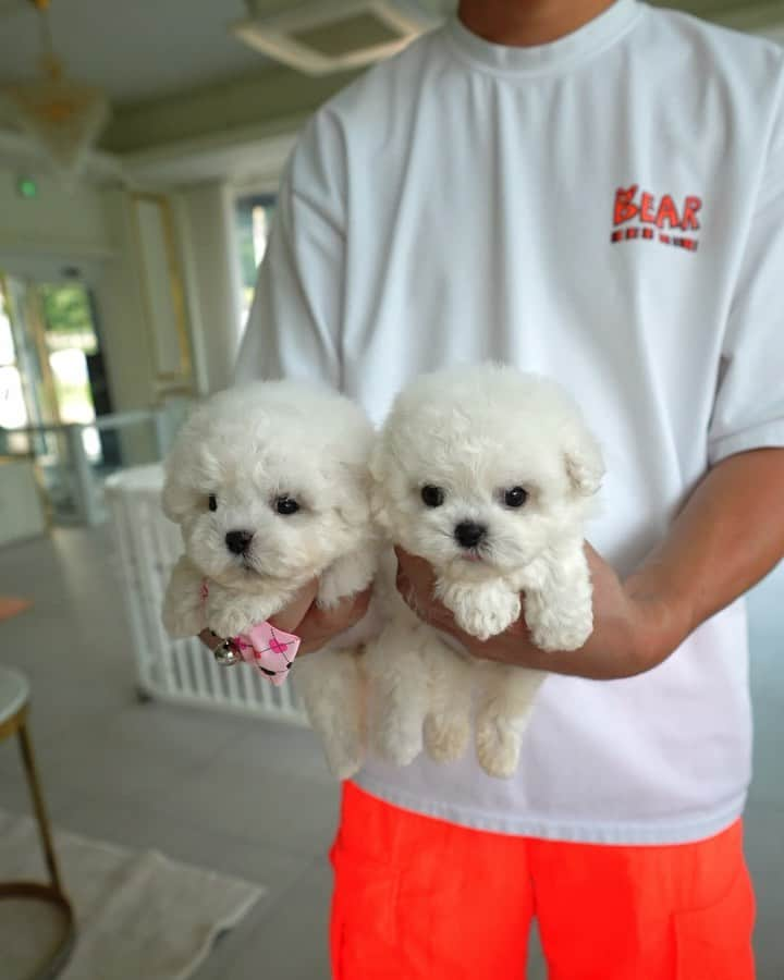 Rolly Pups INCのインスタグラム：「Miniature Bichon siblings are here At kpups.official! 😍」