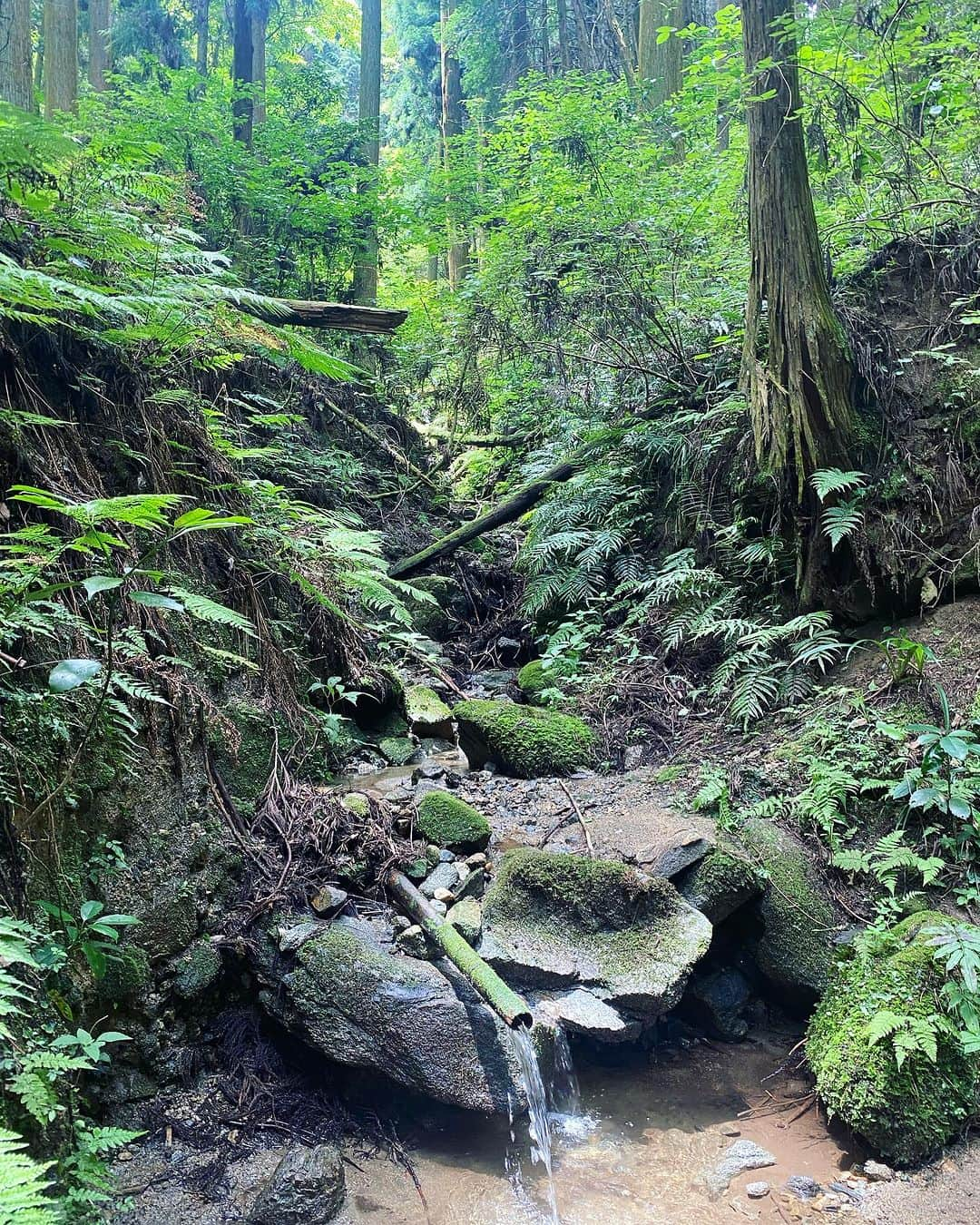 岩崎裕美さんのインスタグラム写真 - (岩崎裕美Instagram)「2023.6  📍二上山登山(雌岳 / 雄岳)⛰️  前回行ったの4,5年前の5月頃だったから気候も良くてすいすい〜っと登り下りした記憶なのだけど、  気温と湿度のせいなのか  体力が落ちたのか  ルートが違うからなのか  前回よりしんどかった😇  ちなみに9,10枚目の写真はマイフェイバリット餅の一つである #中将堂本舗 のお餅。  写真9,10枚目にもってきてあたかも登山後のご褒美に美味しくいただきました風やけど、登山する前に何ならお持ち帰りじゃなく店内でお茶と共にほっこり食べたよね←  そのままそこで喋り続けてしまいそうなほっこり感〜☺️☺️#違う今から登るよ🧗‍♀️  ちなみに7月〜はお餅販売してないみたいでギリギリ6月中に登山したから食べれた✌️幸。  登山のことより餅のこと語ってしまうね？😇  みんなで食べる頂上でのお弁当とおやつタイム、学校みたいでめちゃ好きだった。  いつも通りソロ登山もするけど、最近はダンスメンバーのおかげで賑やか楽しい登山もできて嬉しいな🫶💜」7月30日 22時28分 - hiromi_iwasaki