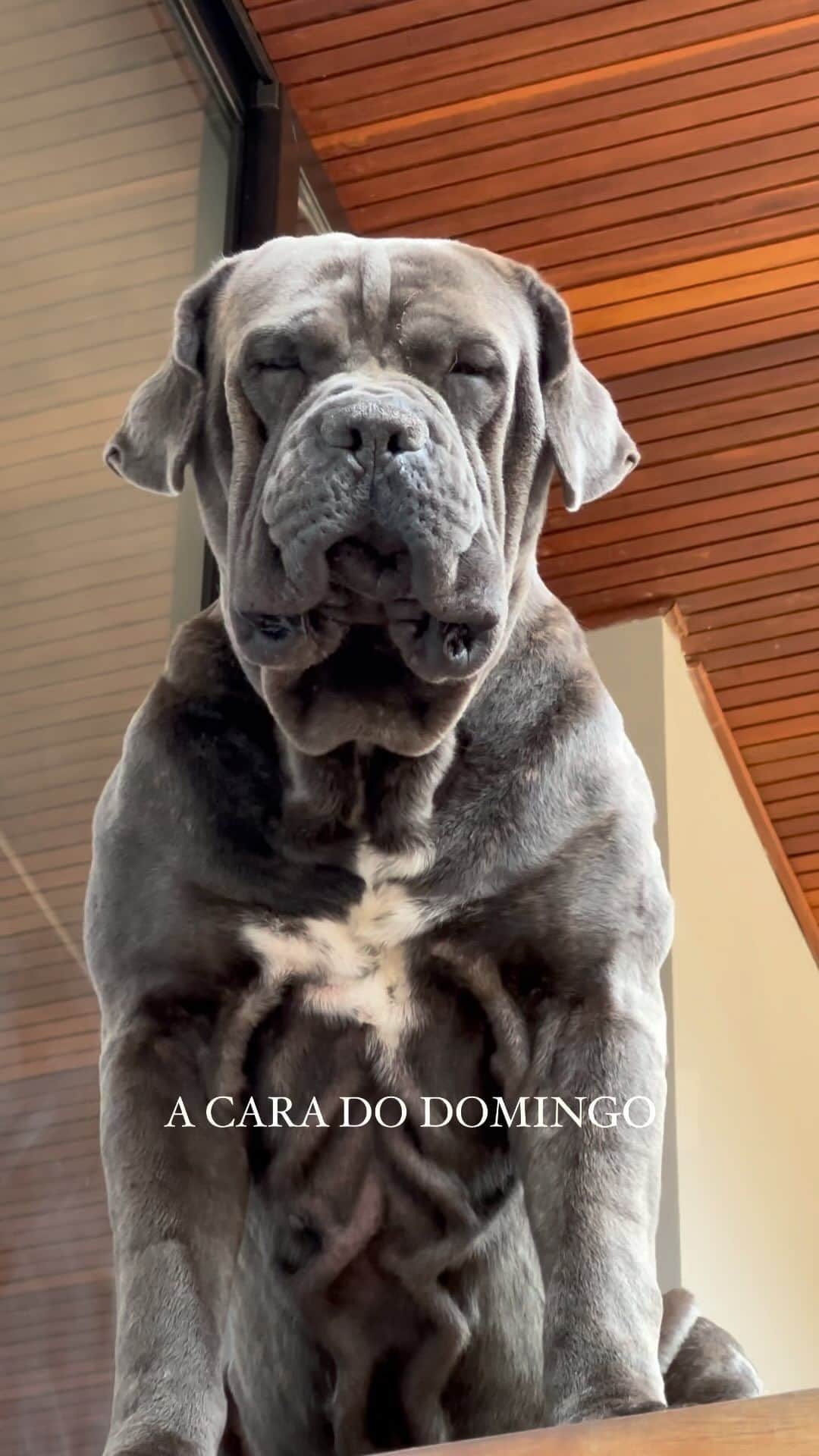 イタロ・フェレイラのインスタグラム：「Tranquilo 😴 #dog」
