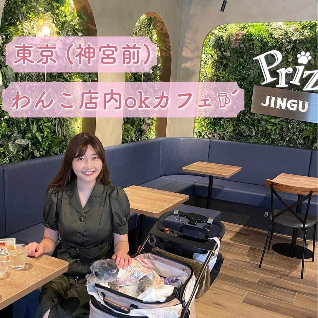 橘珠里のインスタグラム：「⋆ 𝗽𝗲𝘁 𝗳𝗿𝗶𝗲𝗻𝗱𝗹𝘆 𝗰𝗮𝗳𝗲☕︎  先日おじゃました店内もわんこokなカフェ🐕‍🦺  毎日暑いので、愛犬と一緒にクーラーの効いた店内に入ることができるのは、この時期特にありがたいです⋆͛  かわいいハンモックがあったり、壁にはわんちゃんのイラストが描かれていたり、楽しい空間でした🐾  アイスティーも美味しかった⋆͛  上の階には動物病院とトリミングサロンがあるそうです🐾  ❮ 𝗝𝗶𝗻𝗴𝘂𝗽𝗿𝗶𝘇𝗲 𝗖𝗼𝗳𝗳𝗲𝗲 ❯ 神宮プライズ コーヒー  @jinguprize_cafe   東京都渋谷区神宮前3-31-2  #神宮プライズ #神宮プライズコーヒー #店内わんこok #店内わんこokカフェ #わんこ同伴可 #わんこと一緒 #わんこok #わんこokカフェ #犬連れok #ペット可 #ペット店内ok #いぬすたぐらむ #東京カフェ #petfriendlycafe  #dogfriendlycafe #dogfriendlycafetokyo #jinguprize」