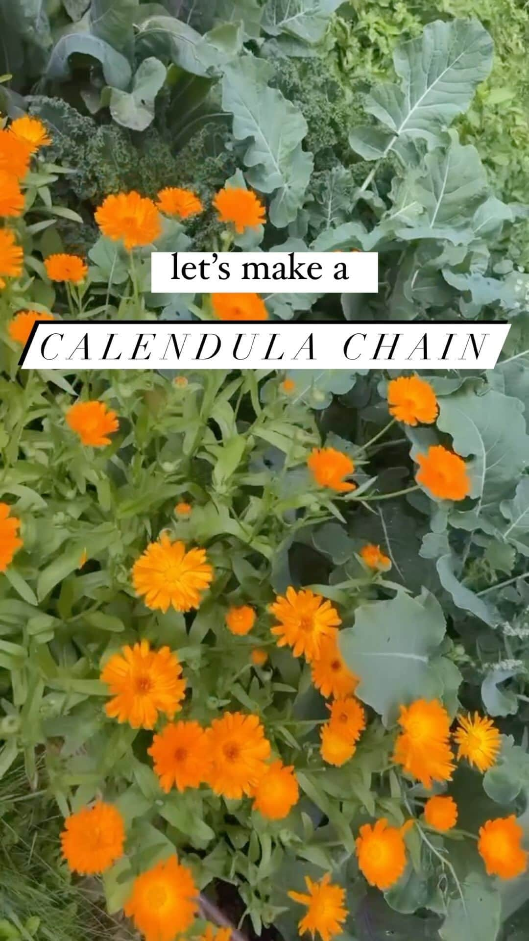 レイチェル・ブレイセンのインスタグラム：「This is my all-time favorite way to dry calendula flowers. It’s a super fun activity for kids, and they just dry so beautifully on the string! I use calendula to make infused oils and salves, and drying them this way adds such a beautiful pop of color to the house. It’s a great way to decorate for parties, too☺️  Calendula is very healing for the skin and a great remedy for wounds and rashes. It’s a warming herb that supports both our blood circulation and our lymphatic system, and it’s a beautiful ally for digestive health. Calendula also just so uplifting and cheerful to see in the garden all season long - one of my favorite plant medicines to grow. The more you harvest, the more you get to harvest! Magic indeed🌼✨  Once completely dried, store in an airtight jar and keep in a cool, dark place. Use in oil infusions to make salves, drink as an uplifting tea, or use in baths and steams all year long💛   #calendula #marigold #herbalism #plantmedicine #naturalremedies」