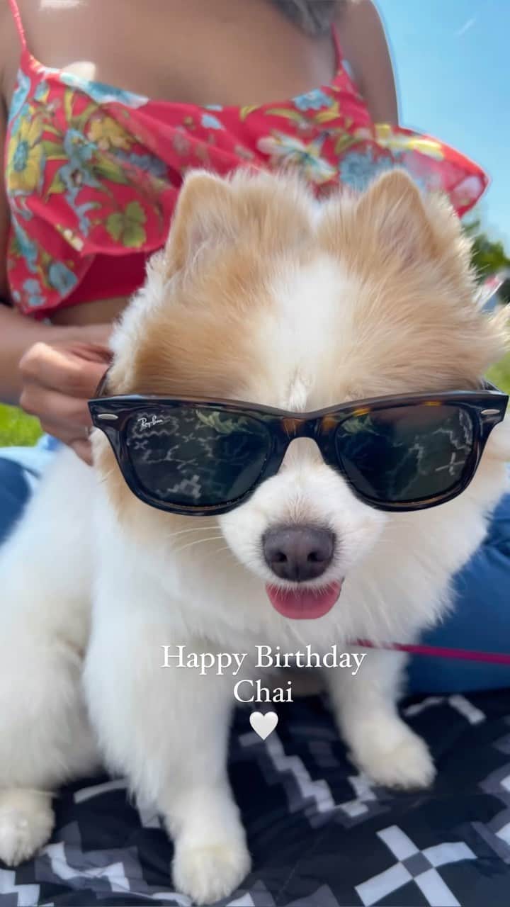 ジェセニア・バイスのインスタグラム：「Today my Chai-Chai  @chailattepom turns 🖐🏽!!! I can’t believe how fast time flys by. She came into my life by surprise & everyday she brings a smile to my face. When she loves you, booooy does she love you! She’s like me in that way. When she first met Ryan she did something I never seen her do before. She let him lead. She allowed him to walk in front of her as he held my hand in one and her leash in another the other. It was  in that moment that I knew I could trust him. When she sees him she cries everytime with so much happiness & excitement, just as she does with me, her abueltio/a , her nañio Joe & her uncle George. It’s the cutest w Ryan though bc she tinkles more even after she already tinkled. I love seeing these two together. How she jumps on her hind legs begging him to pick her up, how she climbs up on his chest licking his nose, how she manages to climb up his shoulder and just plop on it like a parrot and how she falls asleep next to him no matter how tight the squeeze is.  People use to say how much she & I look alike with our big smiles but now she’s starting to look like the both of us.  What’s funny is Ryan gave her a new nickname, “Chia-ito”, which stuck well w my dad and he calls her by that now. The picture you see in the beginning of this reel is is my Home Screen image , Ryan melted my heart when he made it his too 🥹🫶🏽✨ I told Ryan today how happy I am that he’s so good to her & he said “I love her & I love you” 🫂💕   #hbd #pomeranian #pomsofinstagram #modernfamily #furmom #furdad #furbaby」