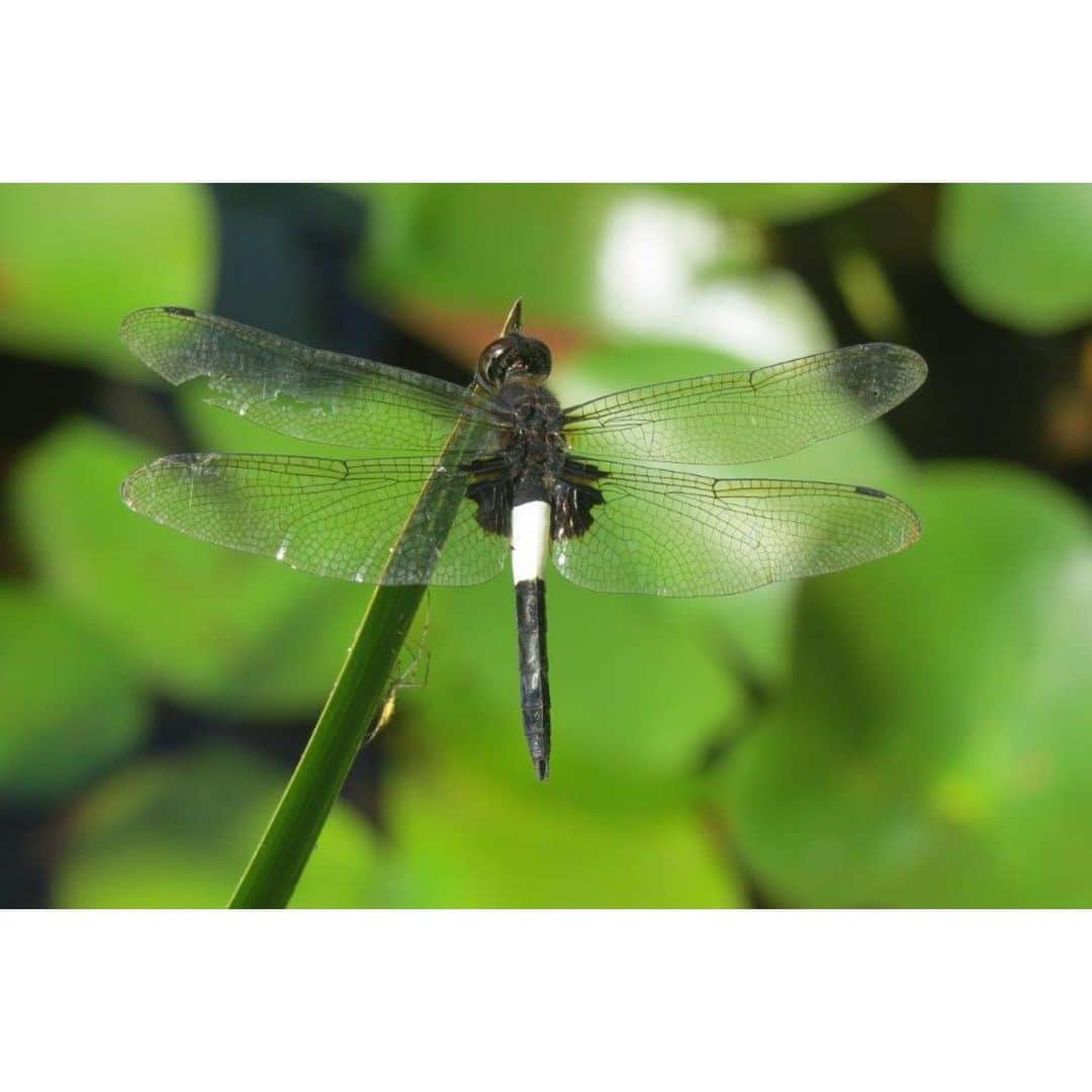 Soka Universityのインスタグラム：「Campus Seasonal Photos July③ Nature photos of the campus. #discoversoka #sodaigram #sodaipictures #sokauniversity #創価大学 #hachioji #八王子 #tokyo #東京 #campus #キャンパス #university #大学 #students #学生 #nature #自然 #July #文月 #summer #夏 #fourseasons #四季 #environment #環境」