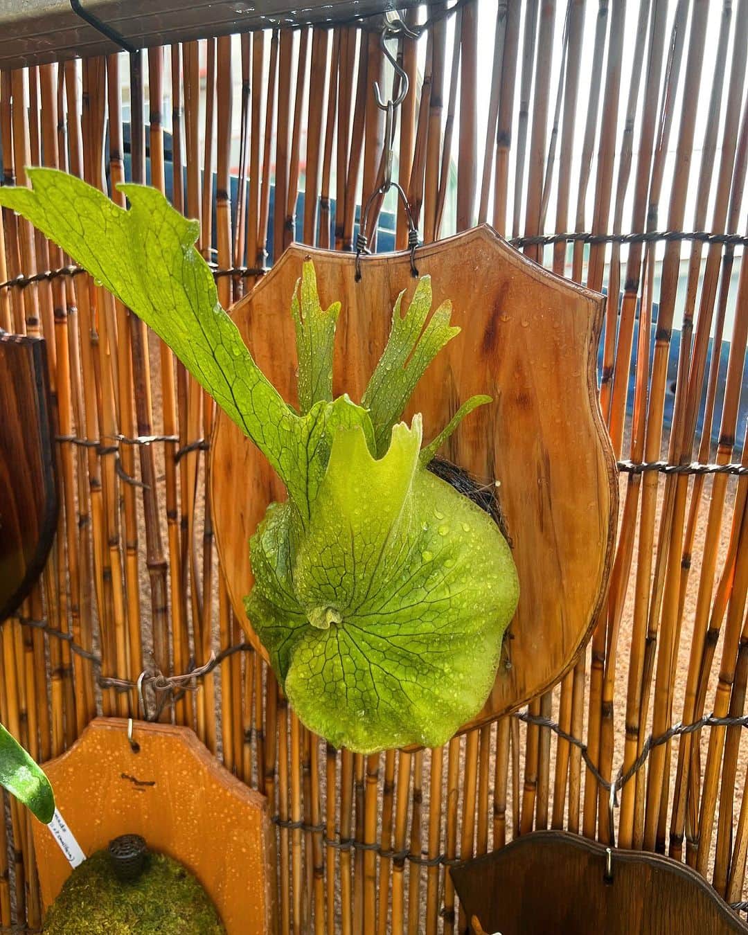 金成公信さんのインスタグラム写真 - (金成公信Instagram)「美しく育ちやがって💚」7月31日 10時21分 - bonsai_chiba