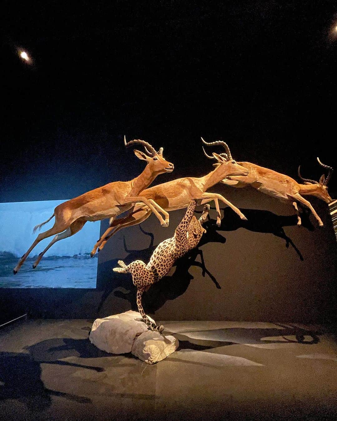 猫沢エミさんのインスタグラム写真 - (猫沢エミInstagram)「ただいまMuséum national d’histoire naturelle -国立自然史博物館 @le_museum にて開催中の《Félins -フェラン/猫科動物》展を観に行った土曜日。  躍動感溢れすぎる展示方法に彼がひと言、「ふざけすぎだろ」と言ったのにウケてしまった🤣  ふだん、いくら猫好きとはいえ、世界中の野生猫に直接触れられる機会はない（直接ではないけれど、パリの郊外には猫科動物だけを集めた世界で唯一の動物園がある→詳細は拙著「猫と生きる」改訂版（扶桑社 刊）をご覧になられたし）。  でも、マーゲイも、マヌル猫も、野生だからこそ、みんなたまらなくかわいい。この展覧会を巡っていて気がついたのは、イエネコだけでなく、私は猫科動物が持っている野生の魅力そのものの虜なんだなってこと。  さすがに野生の猫たちを連れてくるわけにはいかないから、展示の中心は学術研究が目的で施された剥製や骨格標本、数々のドキュメンタリーフィルムが中心だったけど、ニャンパラリンのメカニズムを説明した骨格標本のコーナーはときめいたし、猫がどうやって舌を使って水を飲むかもわかって、大変有意義な時間だった。  しかし、スナネコの仔猫のかわいさ、もはやマジカル域😻  そして最後は、アーティストはみんな猫が好き❣️コーナーで、フランソワ・サガン、ソフィー・カル、ジャン・コクトーetc... の愛猫ツーショット写真を眺めて「わかるよ。わかりすぎるよ……猫いいもん😍」と、ひとり呟いた。  この展覧会が行われている博物館は、20世紀初頭に当時の新しい建物として作り替えられてから、およそ120年の歴史を持つ、いかにもヨーロッパの博物館的なデコレーションも美しい。  ルーヴルも、もちろんオルセーも必見だけど、こちらの博物館もパリに来たらぜひ訪れてみてほしいスポット。  #猫パリ　#猫沢エミのインターナショナル五十路ライフシフト  #猫沢エミリーパリへ行く  #猫沢銘店àparis」7月31日 3時22分 - necozawaemi