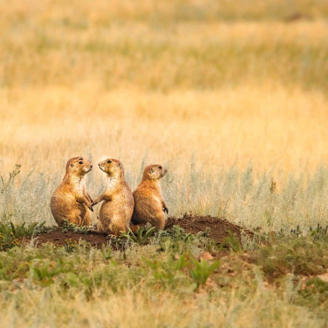 アメリカ内務省さんのインスタグラム写真 - (アメリカ内務省Instagram)「“Honey, we need to talk. We’re having octuplets!”   The more, the merrier. Prairie dogs are highly social animals that live in large towns in the grasslands. A dog town may vary in size from an acre to several hundred acres. The largest colony on record was 100 miles wide, 250 miles long and contained an estimated 400 million animals!   Babies are born in the spring and the litters vary from two to eight young. By early summer, the young begin to emerge from their burrows and will take up a specific role in the family, whether it be foraging, playing, maintaining their home or scouting for predators.   Photo @windcavenps by Peelee Clark   #windcave #blackhills #wildlife #prairiedog  Alt Text: Two prairie dogs hold hands and look at each other. One other dog stands with its back to the other two prairie dogs.」7月31日 3時45分 - usinterior