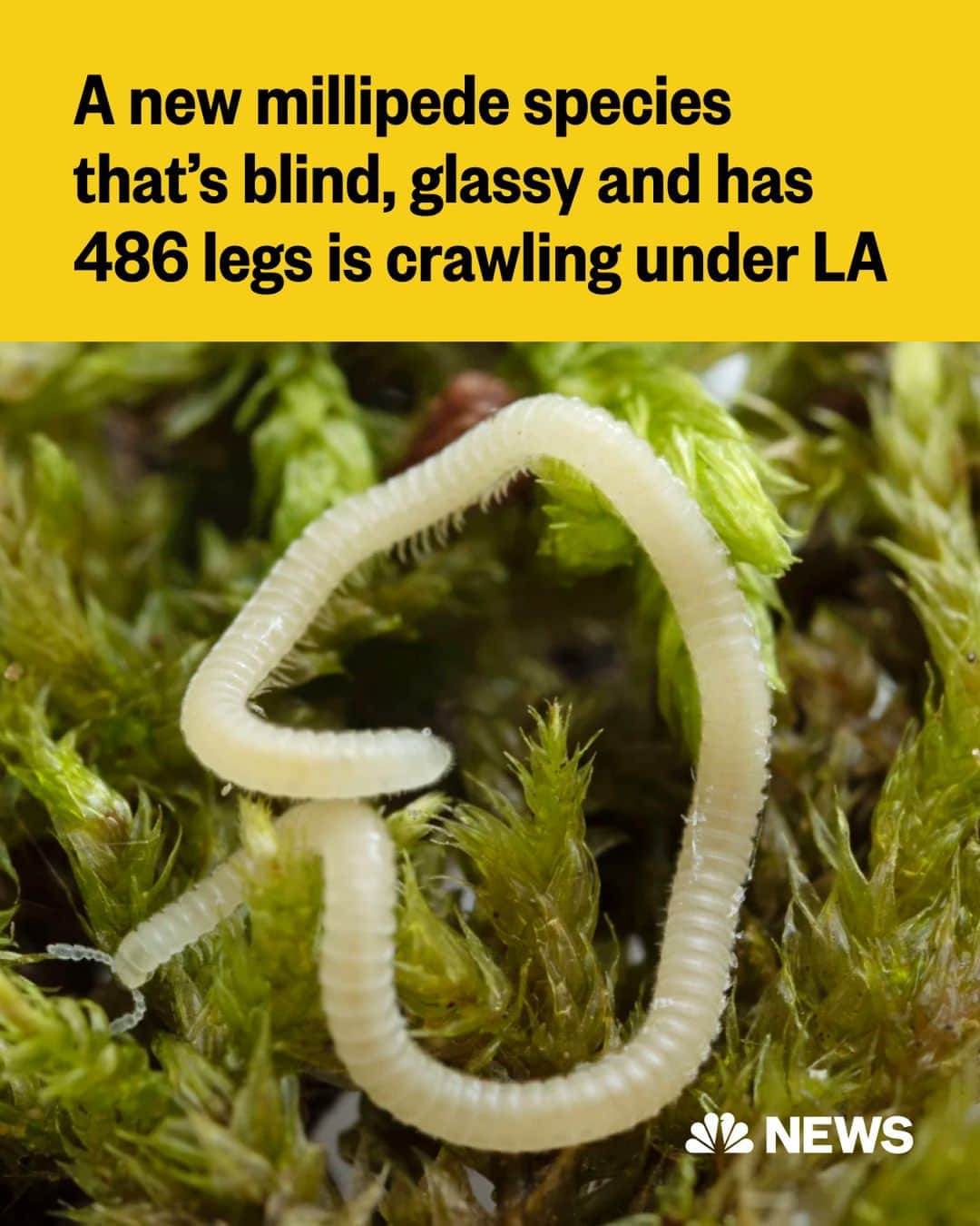 NBC Newsさんのインスタグラム写真 - (NBC NewsInstagram)「The City of Angels, a metropolis of freeways and traffic, has a newly discovered species named in its honor: The Los Angeles Thread Millipede.  The tiny arthropod was found just underground by naturalists at a Southern California hiking area — near a freeway, a Starbucks and an Oakley sunglasses store.  About the length of a paperclip but skinny as pencil lead, it’s translucent and sinuous like a jellyfish tentacle. The creature burrows four inches below ground, secretes unusual chemicals and is blind, relying on hornlike antennas protruding from its head to find its way. Under a microscope, the millipede with its 486 legs and helmet-like head resembles a creature in a Hollywood monster film.  "It’s amazing to think these millipedes are crawling in the inner cracks and crevices between little pieces of rock below our feet in Los Angeles," one scientist said. "It goes to show that there’s this undiscovered planet underground."  Read more at the link in bio.  📷️ Paul Marek via @apnews」7月31日 4時45分 - nbcnews