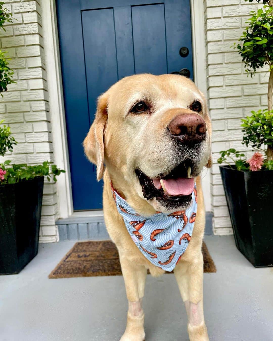 Huckさんのインスタグラム写真 - (HuckInstagram)「Loving my new bandana from @pinkhousepups 🩵🍤  Wasn’t feeling great earlier this week and spent time at the vet, but happy to be home and feeling like my old self again 😊   #talesoflab #labsofinstagram #labs_of_insta #yellowlabsquad #fab_labs_ #labrador_class #worldofmylab #yellowdogoftheday #labrador_feature #thelablove_feature #lovemylabrador」7月31日 4時58分 - yellow_lab_named_huck