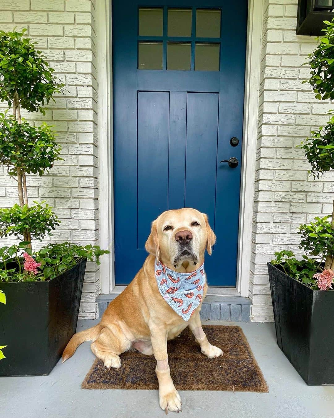 Huckさんのインスタグラム写真 - (HuckInstagram)「Loving my new bandana from @pinkhousepups 🩵🍤  Wasn’t feeling great earlier this week and spent time at the vet, but happy to be home and feeling like my old self again 😊   #talesoflab #labsofinstagram #labs_of_insta #yellowlabsquad #fab_labs_ #labrador_class #worldofmylab #yellowdogoftheday #labrador_feature #thelablove_feature #lovemylabrador」7月31日 4時58分 - yellow_lab_named_huck