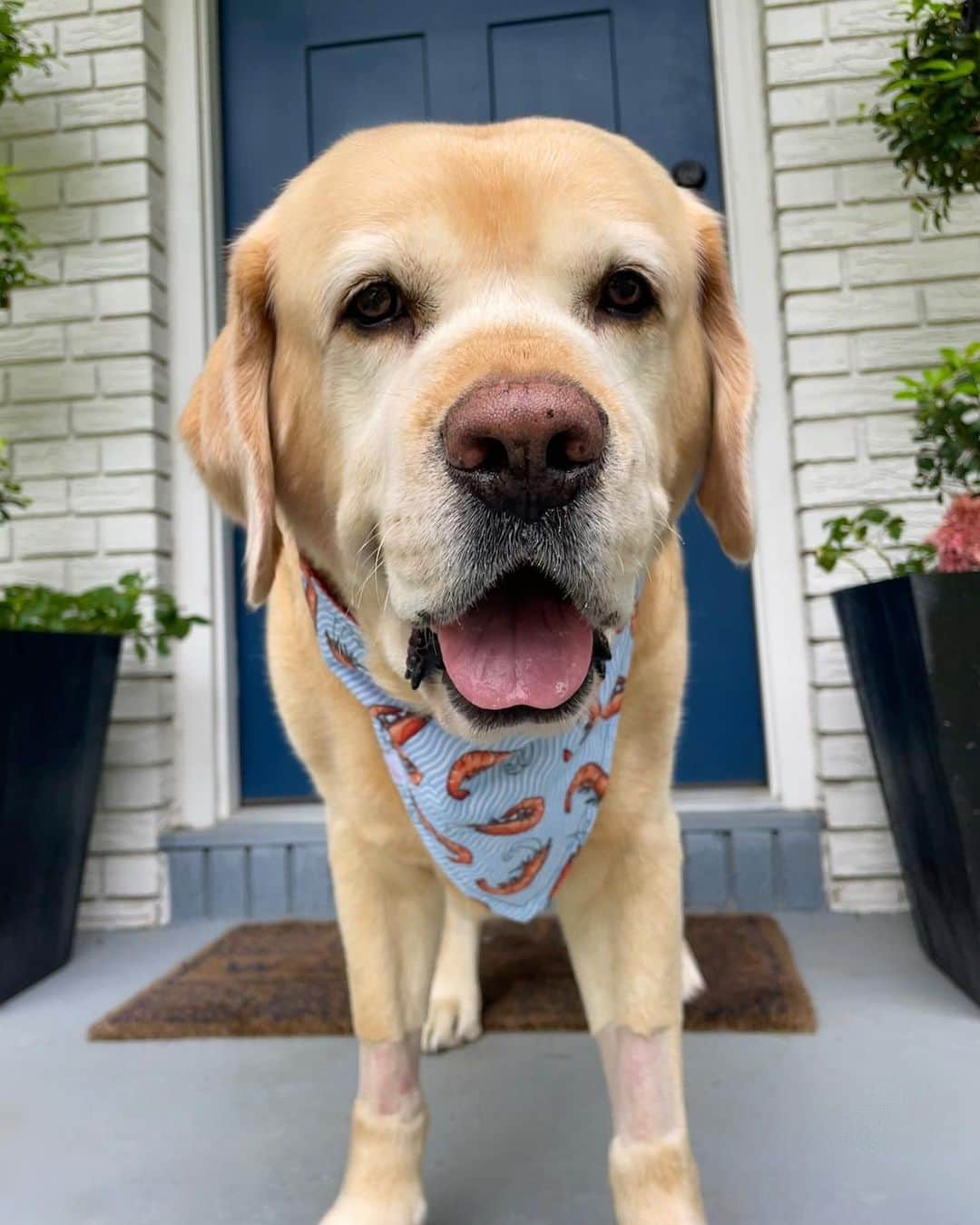 Huckさんのインスタグラム写真 - (HuckInstagram)「Loving my new bandana from @pinkhousepups 🩵🍤  Wasn’t feeling great earlier this week and spent time at the vet, but happy to be home and feeling like my old self again 😊   #talesoflab #labsofinstagram #labs_of_insta #yellowlabsquad #fab_labs_ #labrador_class #worldofmylab #yellowdogoftheday #labrador_feature #thelablove_feature #lovemylabrador」7月31日 4時58分 - yellow_lab_named_huck