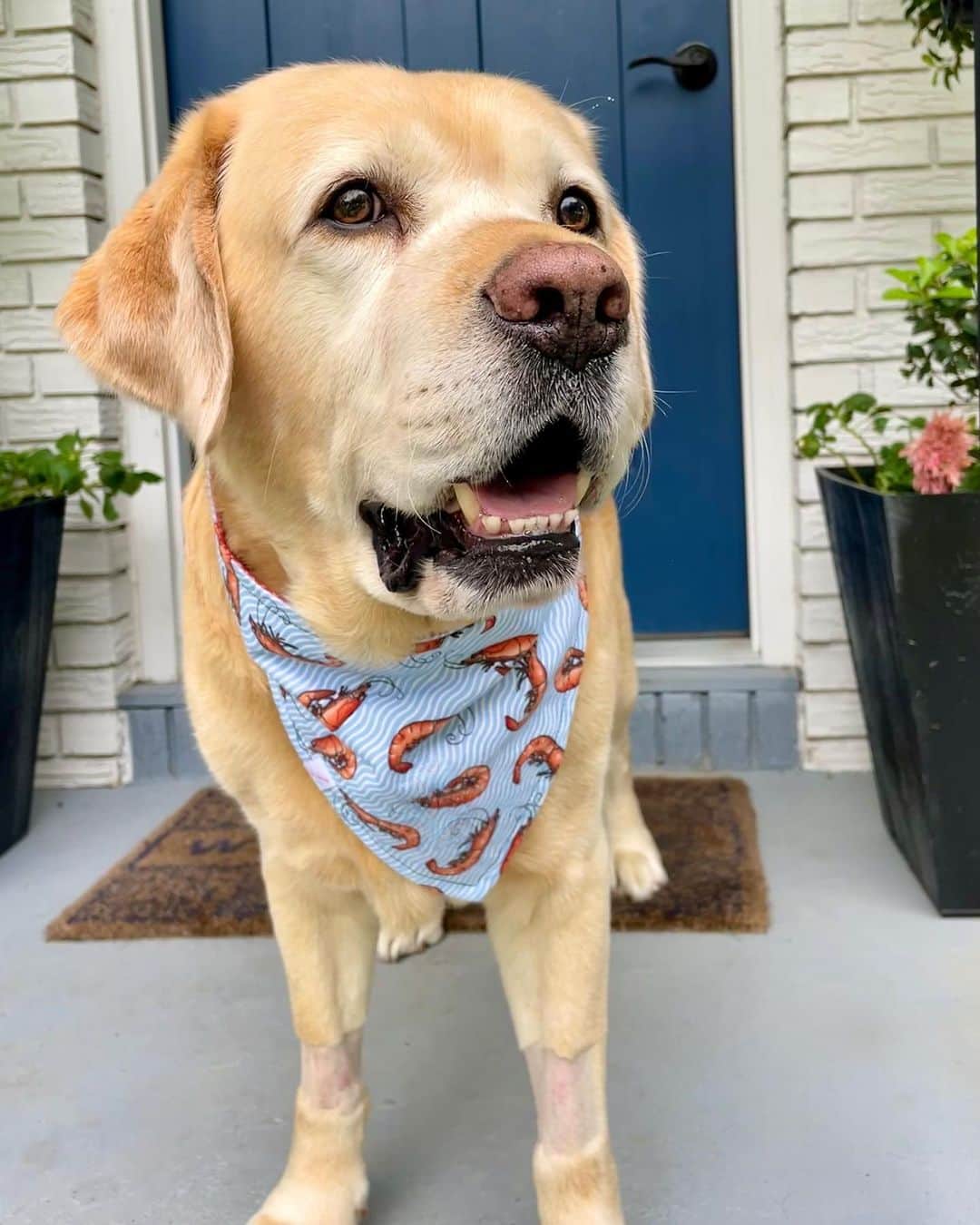 Huckのインスタグラム：「Loving my new bandana from @pinkhousepups 🩵🍤  Wasn’t feeling great earlier this week and spent time at the vet, but happy to be home and feeling like my old self again 😊   #talesoflab #labsofinstagram #labs_of_insta #yellowlabsquad #fab_labs_ #labrador_class #worldofmylab #yellowdogoftheday #labrador_feature #thelablove_feature #lovemylabrador」