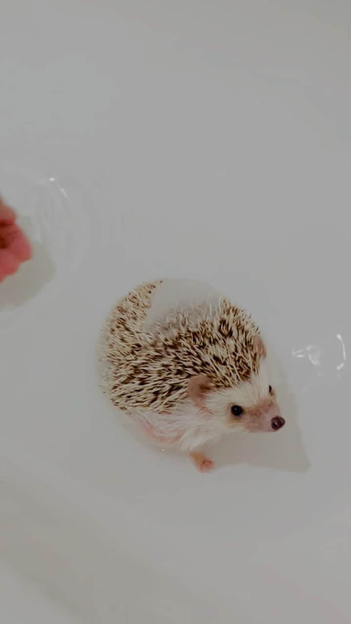 あずきのインスタグラム：「うんち💩の上に寝ていて大惨事だったので朝からお風呂🛁今日は大浴場です。 . #はりねずみ #ハリネズミ #hedgehog #pygmyhedgehog #lovelypet #cuteanimals #はりねずみのうい郎 #hedgie #Hérisson #igel#riccio #Erizo #고슴도치 #刺猬 #hedgehogazuki  #hedgehogsofinstagram #animaladdicts #cuddles #meowed #petscorner  #cutepetclub #cozy」