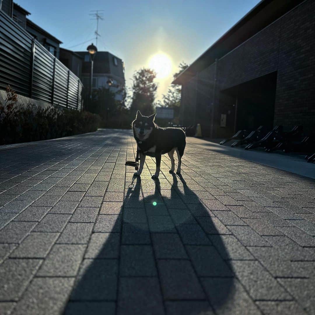 vo_coのインスタグラム：「☀️ 朝のルーティン完了 もう今日は家でゆっくりするんだわん！ 土日が騒がしかったこたちゃんにとっては月曜が安息日です ＊ #shibastagram #instashiba #shiba #shibainu #黒柴 #柴犬」