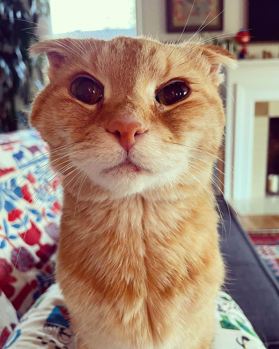 Jason G. Sturgillのインスタグラム：「This old man did not like us being away, went on food strike and lost a whole pound. 😿 #cheetochan」