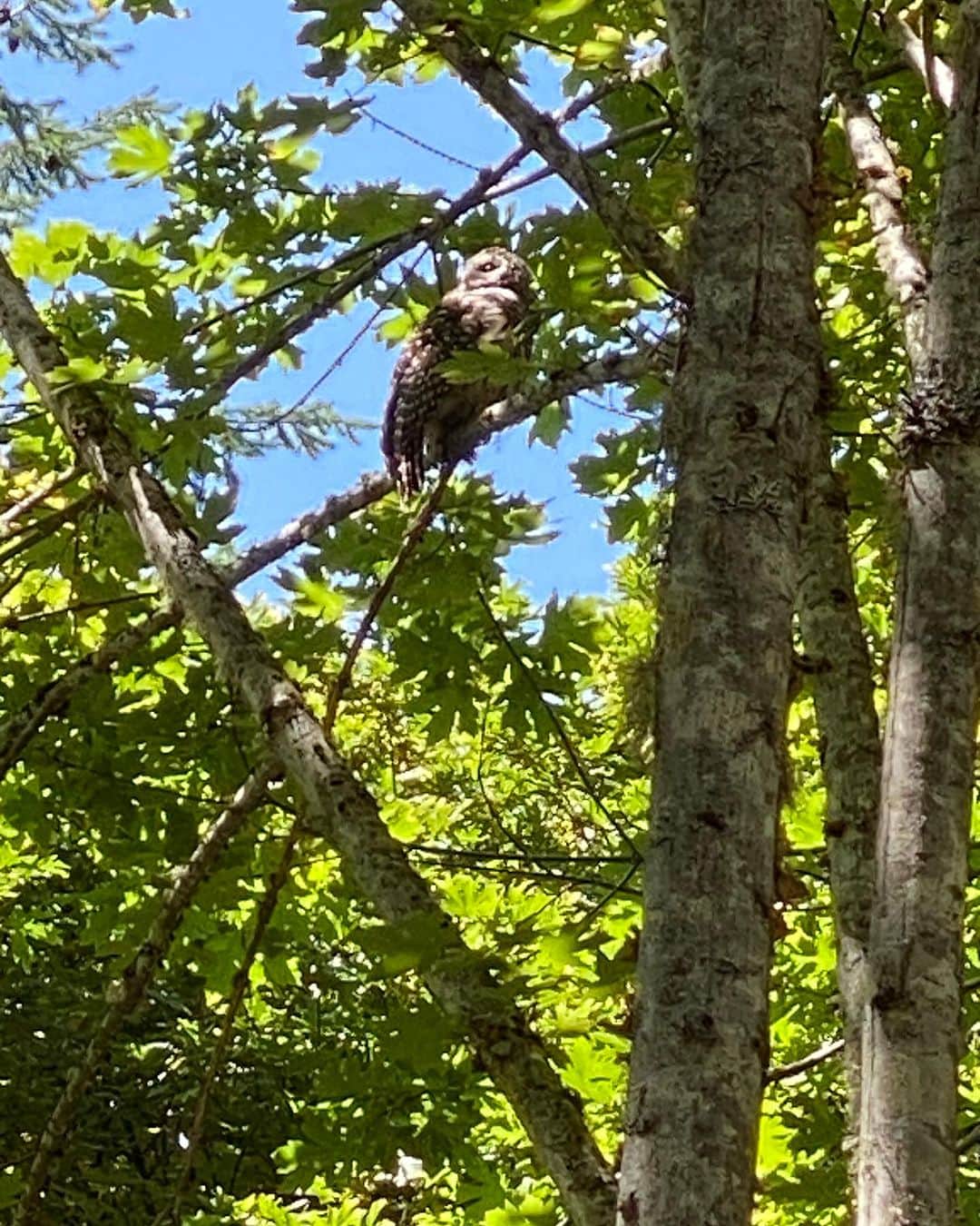 福原美穂のインスタグラム：「カラス？  え、フクロウ！ 初めて自然の中でフクロウをみた。 感動🥺  #owl #naturewalk」