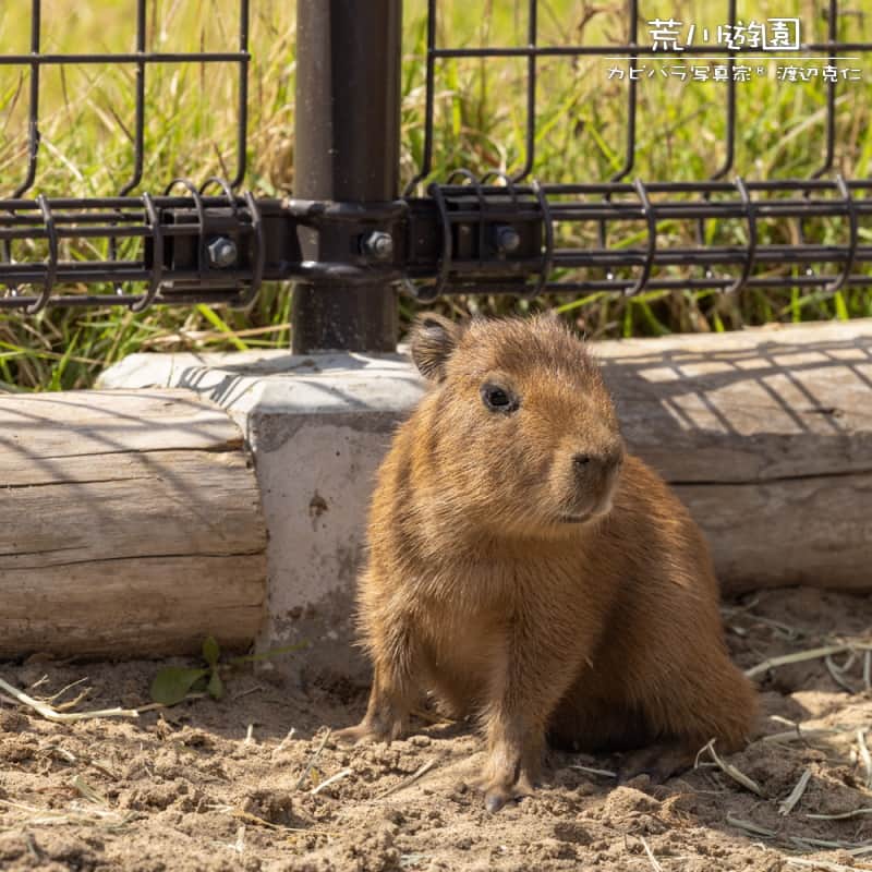渡辺克仁さんのインスタグラム写真 - (渡辺克仁Instagram)「おはようございます。  #カピバラ #水豚 #capybara #おはよう」7月31日 7時00分 - katsuhito.watanabe