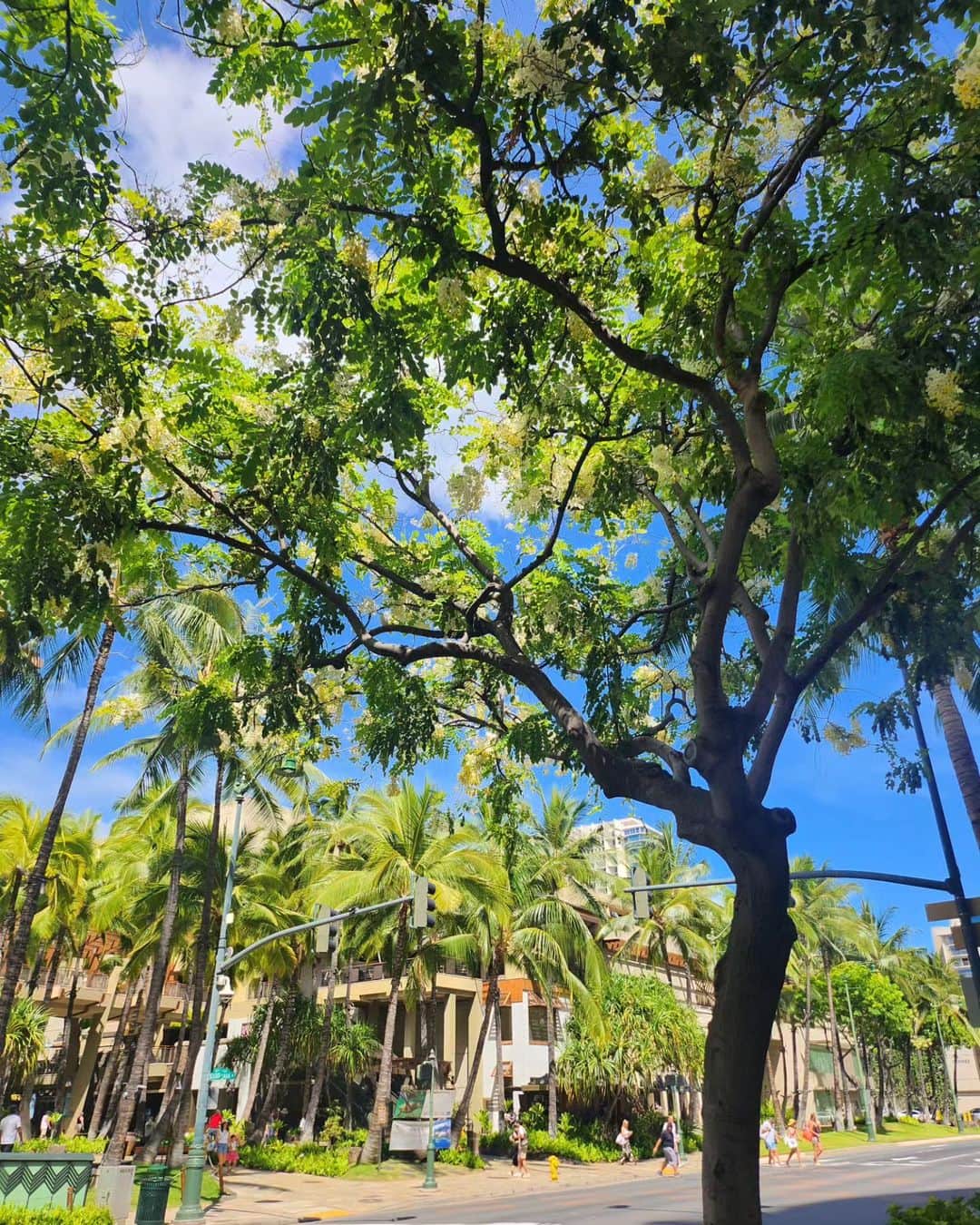 小雪さんのインスタグラム写真 - (小雪Instagram)「🌴 #まあこゆき 私たちの夏休みは なーんでもありの旅！  サンフランシスコへ行くのに ハワイ乗り換えもあるんだ！ということで、 今はハワイを満喫中🌺  なかなか休めないからこそ 休めるときは、とことんリフレッシュ。これが大事～！  ハワイの空と海のあおが 最高にきれいです。 のんびり癒される～  #夏休み #hawaii  あ！体調復活して元気になってます😂🙏🏻」7月31日 7時18分 - koyuki2