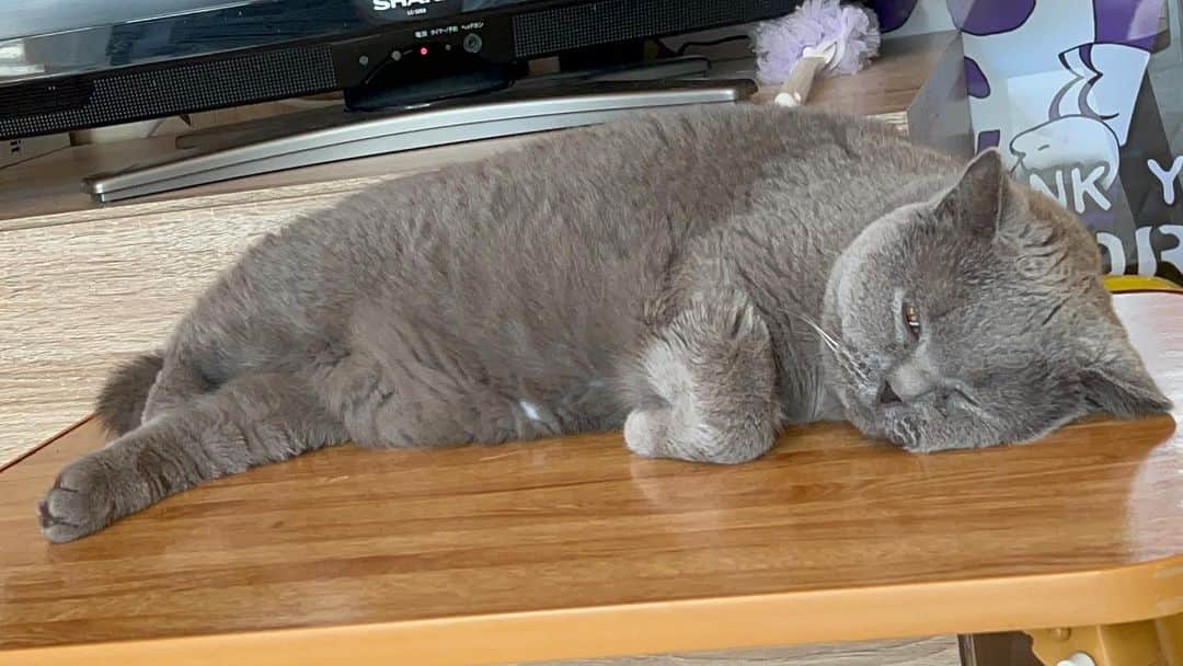 KAORUさんのインスタグラム写真 - (KAORUInstagram)「おはにゃん😊 もう #暑い 🥵  近くに寝ているとついつい触ってしまう #ゆきさく はいい迷惑だよね  わかっているけどやめられない😆  #諭吉と幸来 #猫のいる暮らし」7月31日 7時23分 - yukisaku_88