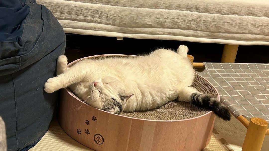 KAORUさんのインスタグラム写真 - (KAORUInstagram)「おはにゃん😊 もう #暑い 🥵  近くに寝ているとついつい触ってしまう #ゆきさく はいい迷惑だよね  わかっているけどやめられない😆  #諭吉と幸来 #猫のいる暮らし」7月31日 7時23分 - yukisaku_88