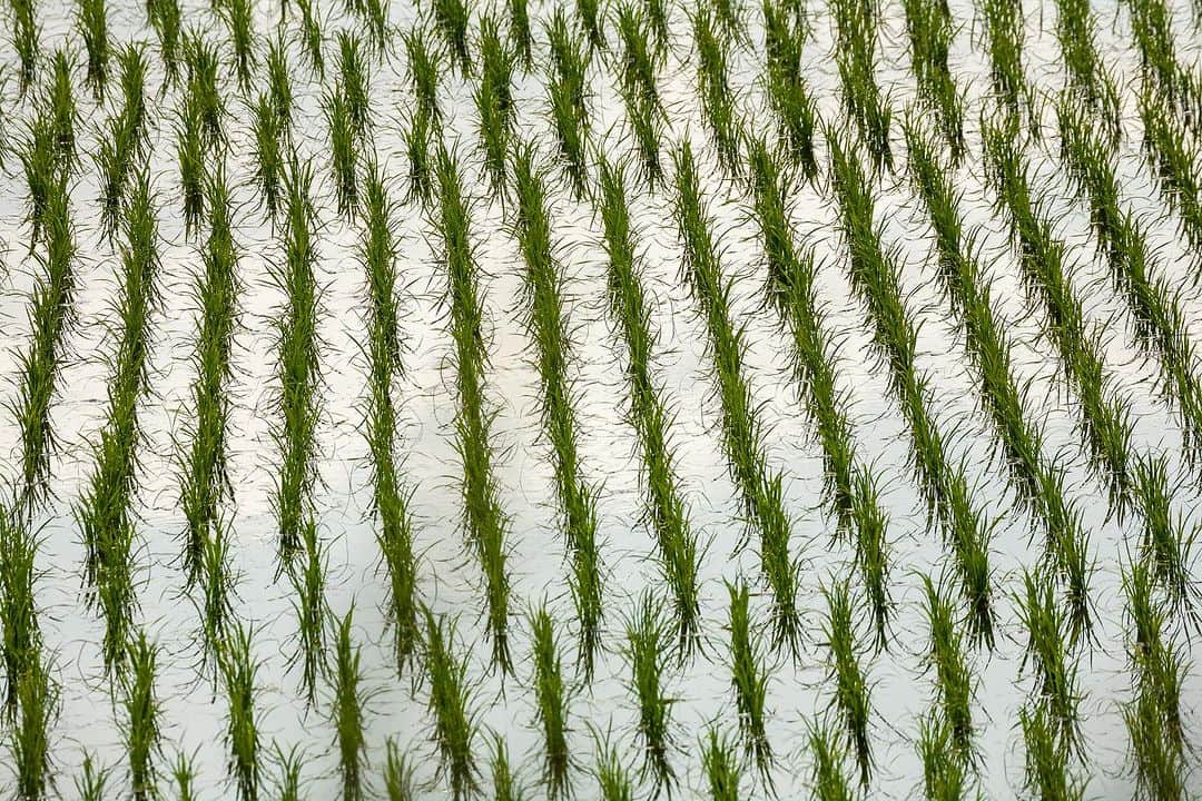 Michael Yamashitaさんのインスタグラム写真 - (Michael YamashitaInstagram)「Lost in a rice paddy. On the road to Tome, Miyagi, Japan. #miyagi #rice #ricepaddy #ricepaddyart」7月31日 7時45分 - yamashitaphoto