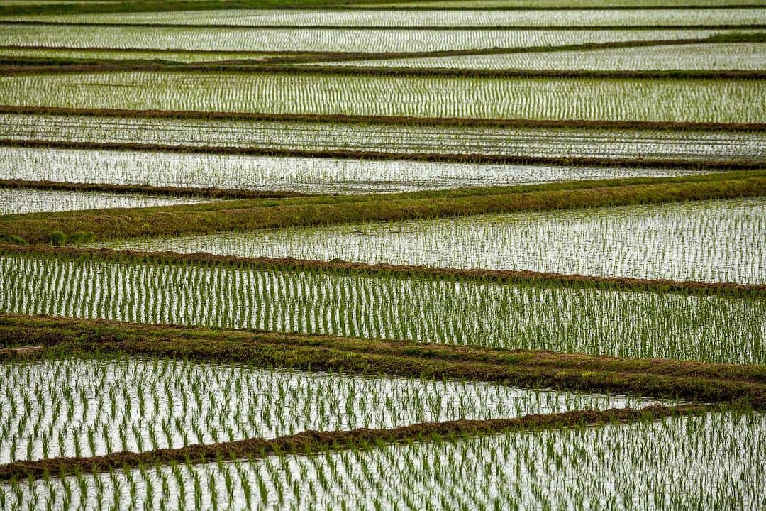 Michael Yamashitaのインスタグラム：「Lost in a rice paddy. On the road to Tome, Miyagi, Japan. #miyagi #rice #ricepaddy #ricepaddyart」