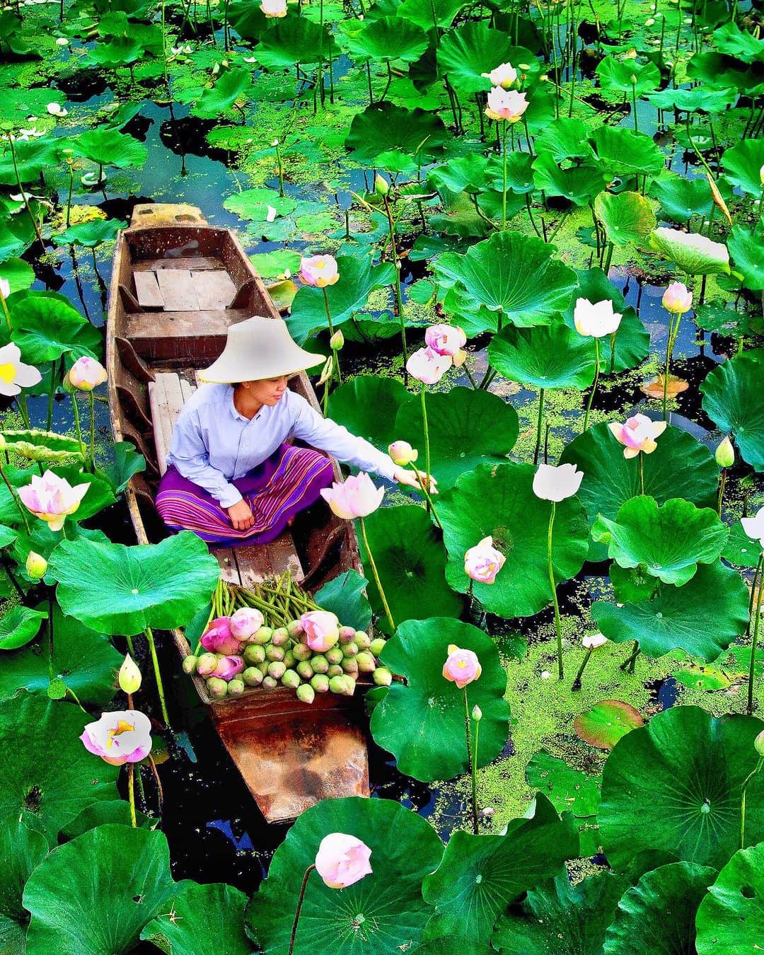 タイ国政府観光庁さんのインスタグラム写真 - (タイ国政府観光庁Instagram)「. 仏教公園「プッタモントン」の蓮池からおはようございます☀️ᐝ  ナコーンパトム県にあるプッタモントンは、仏歴2500年（＝西暦1957年）を祝し建設された公園です🌱  約40haの広大な園内でも、一際目を引くのが、全高15.87mの遊行像🙏　世界で最も高い自立仏像とも称されています✨  この公園は地形も興味深く、正方形の敷地は水路でぐるりと囲まれていて、蓮の浮かぶ池をはじめ、そこここに水辺が広がります🪷　万仏祭や仏誕祭には、ろうそくを灯した人々が各地から大勢集まり、神秘的な光景が目にできるスポットです🕯✧˖°  世界中の仏教関係者のための仏教関連施設も併設し、新たな仏教の聖地となっています💁‍♀️  今日も素敵な1日をお過ごしください💐  ★参考になった！と思ったら、あとで見返せるように、 画像右下にある保存ボタン🔖をタップ！  #タイ #ナコーンパトム #プッタモントン #蓮池 #蓮の池 #タイ寺院 #仏像 #今こそタイへ #こんなタイ知らなかった #もっと知りタイ #はじめてのタイ #タイ旅行 #ナコーンパトム旅行 #バンコク旅行 #旅好きな人と繋がりたい #旅行好きな人と繋がりたい #海外旅行 #thailand #nakhonpathom #nakhonpathomtrip #bangkoktrip #phutthamonthon #thainess #thailandhiddengems #amazingthailand #thailandtravel #thailandtrip #thaistagram #lovethailand #amazingnewchapters」7月31日 8時00分 - amazingthailandjp